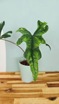 Alocasia jacklyn