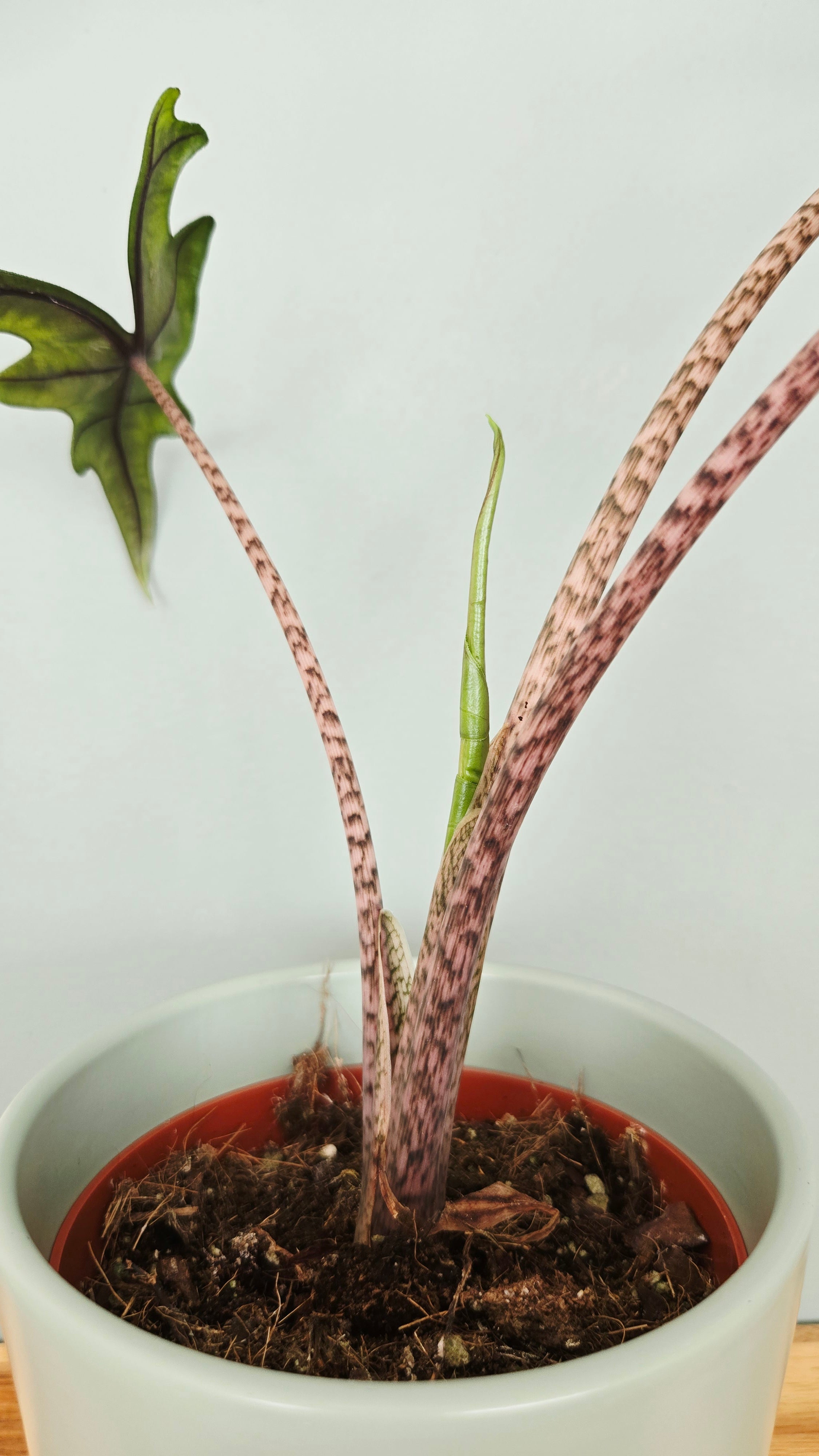 Alocasia jacklyn