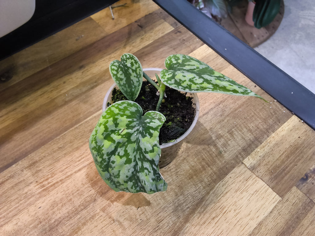 SCINDAPSUS SILVER TRICOLOR