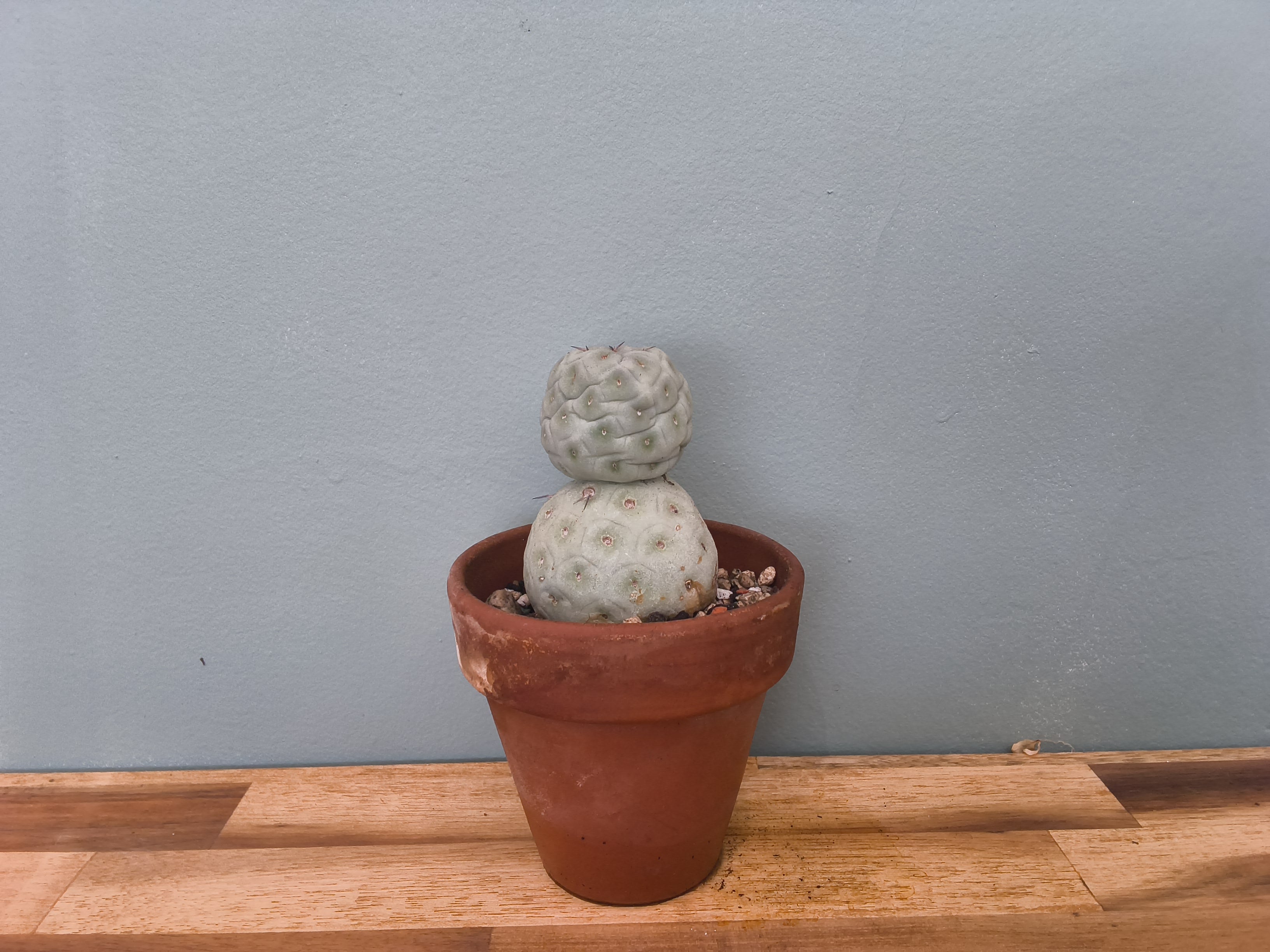 Tephrocactus geometricus