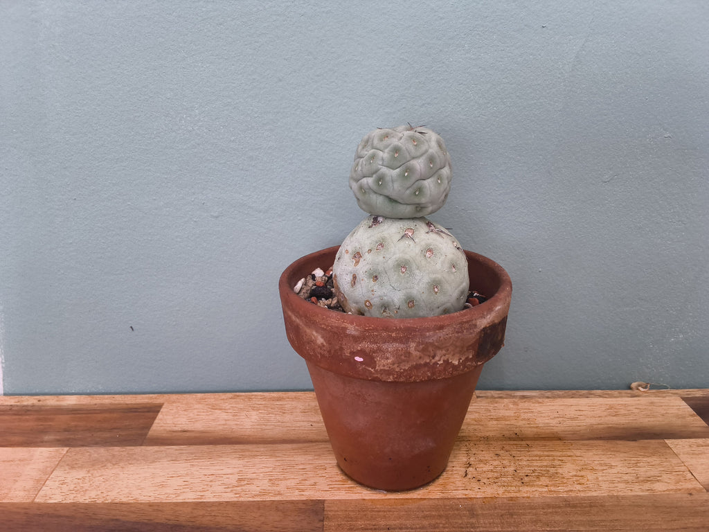 Tephrocactus geometricus