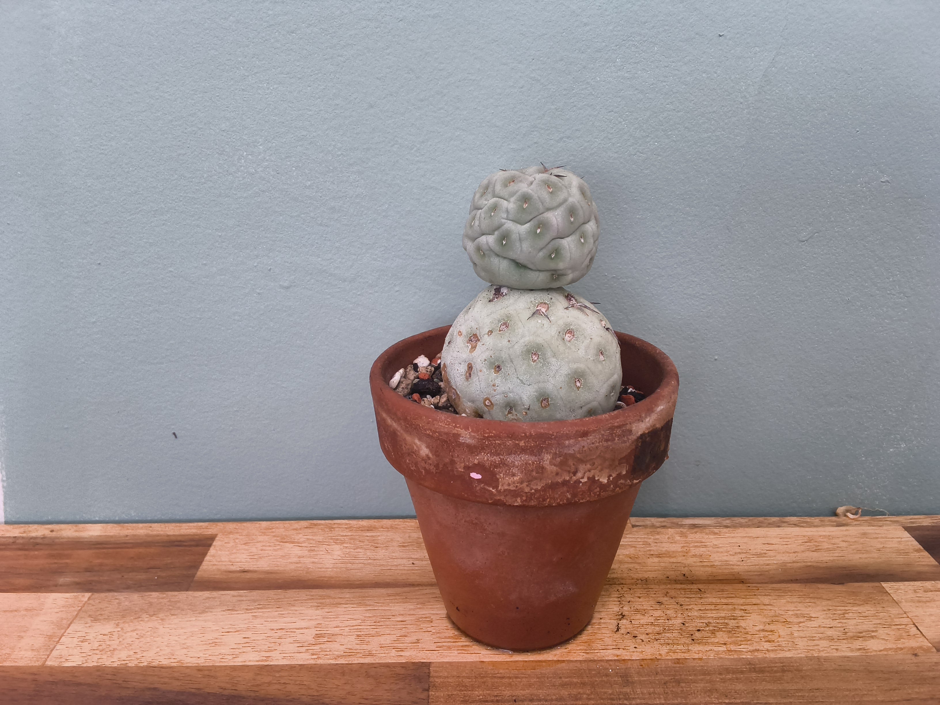 Tephrocactus geometricus