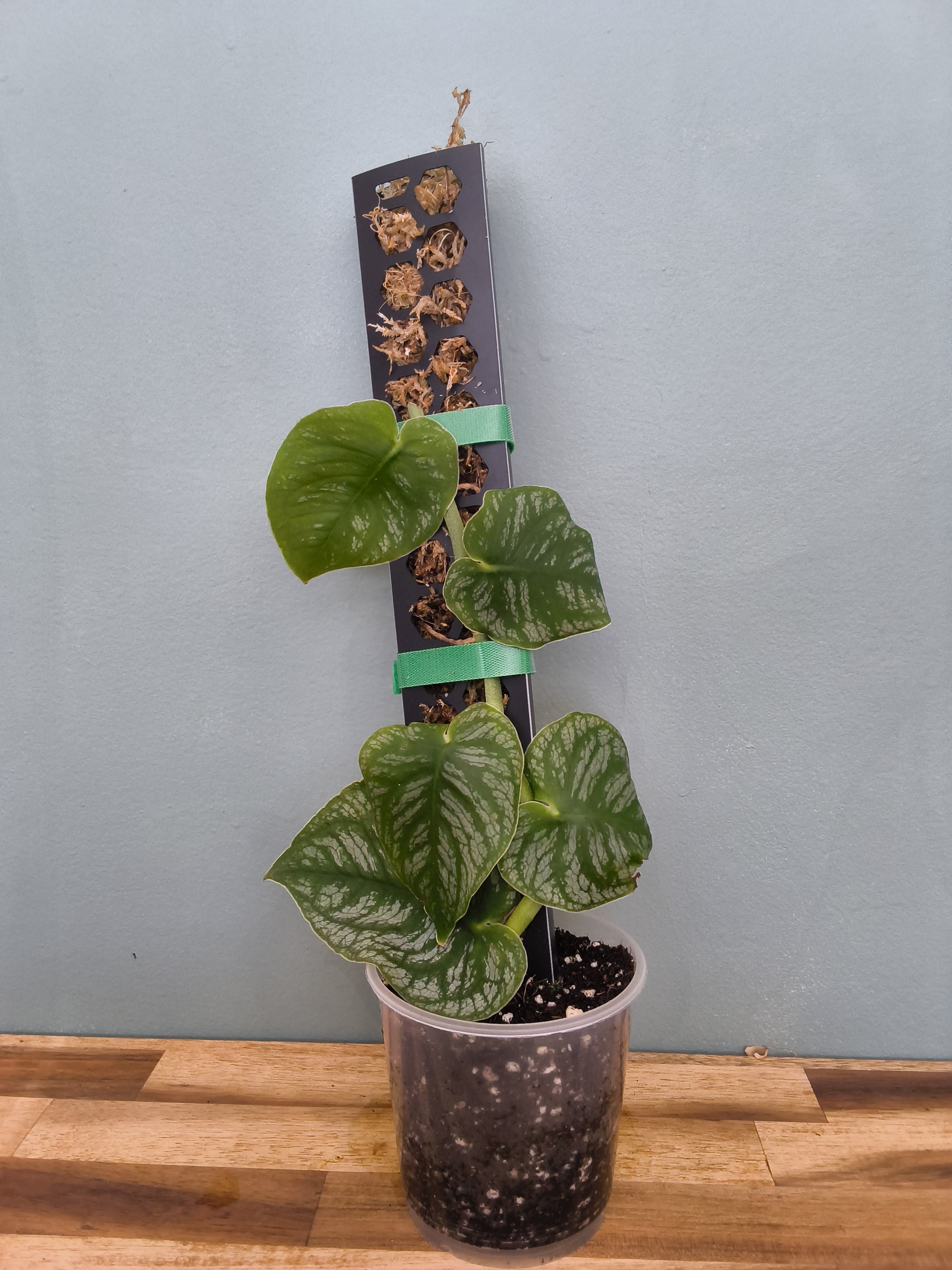 Monstera Dubia