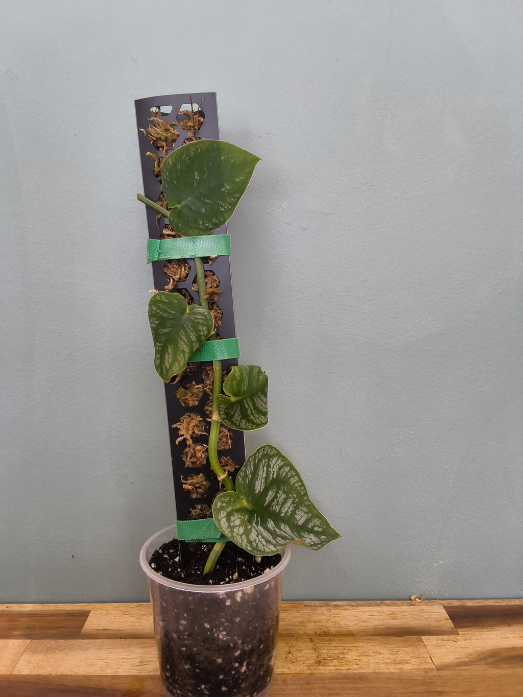 Monstera Dubia