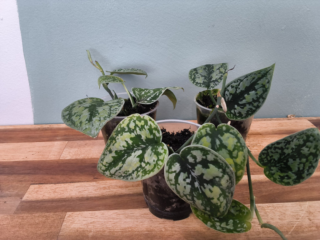SCINDAPSUS SILVER TRICOLOR