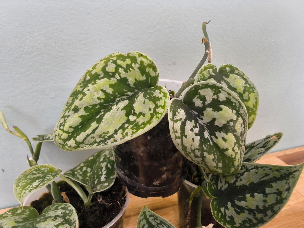 SCINDAPSUS SILVER TRICOLOR