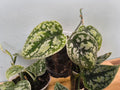 SCINDAPSUS SILVER TRICOLOR