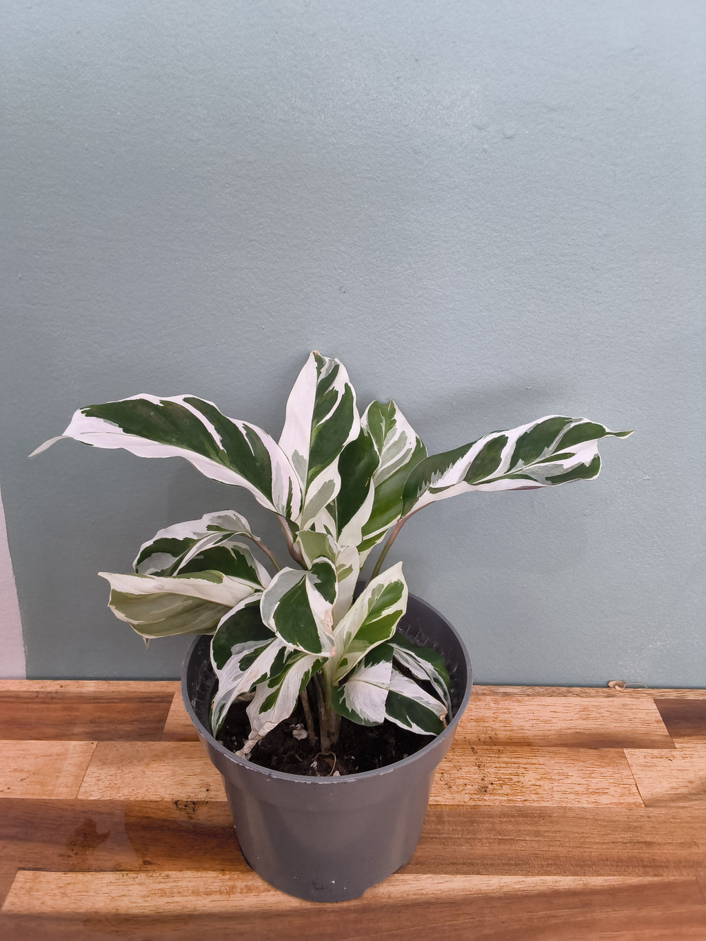 calathea white fusion