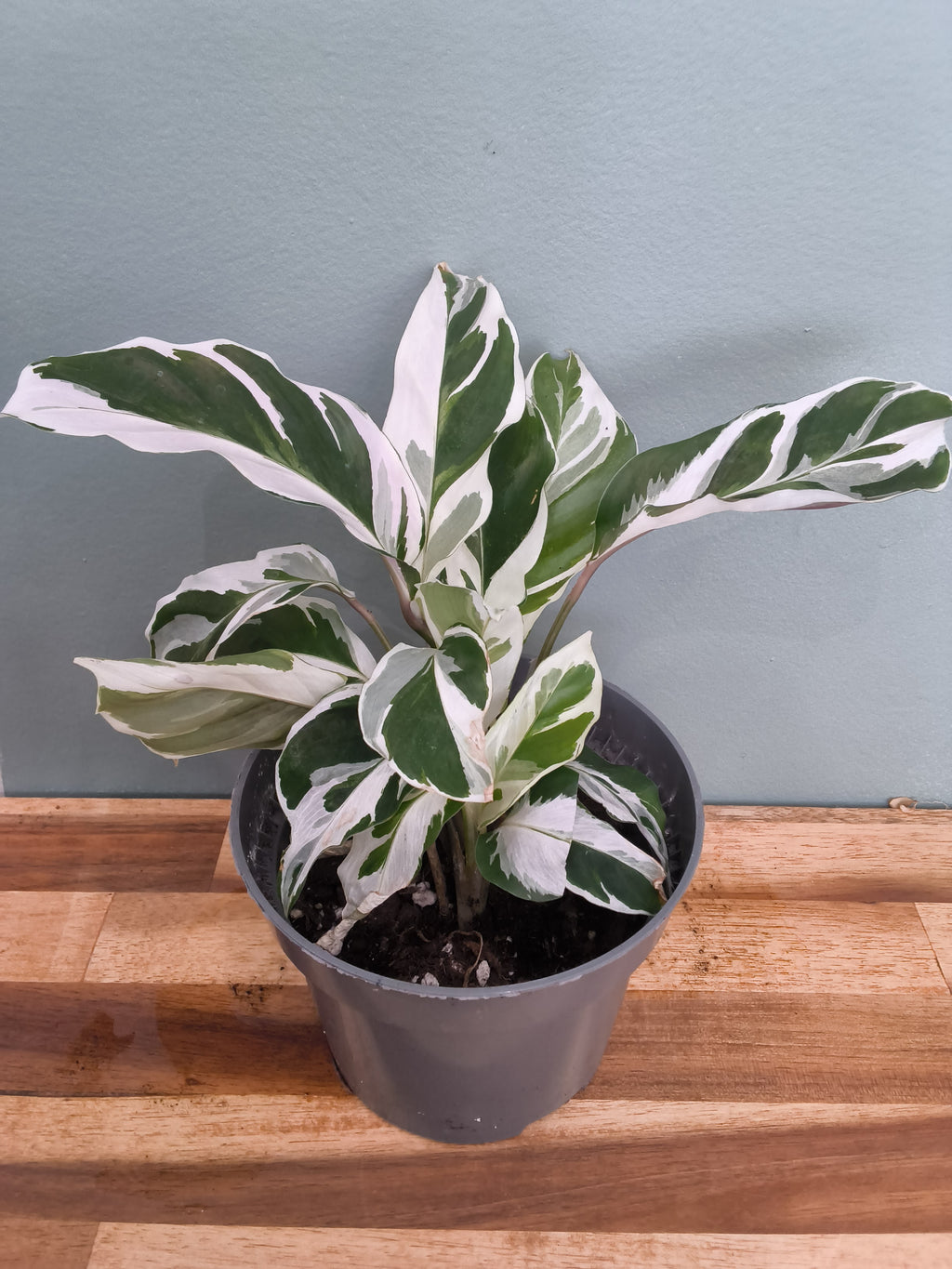 calathea white fusion
