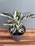 calathea white fusion