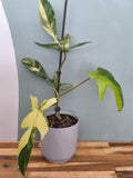 PHILODENDRON FLORIDA BEAUTY VARIEGATA