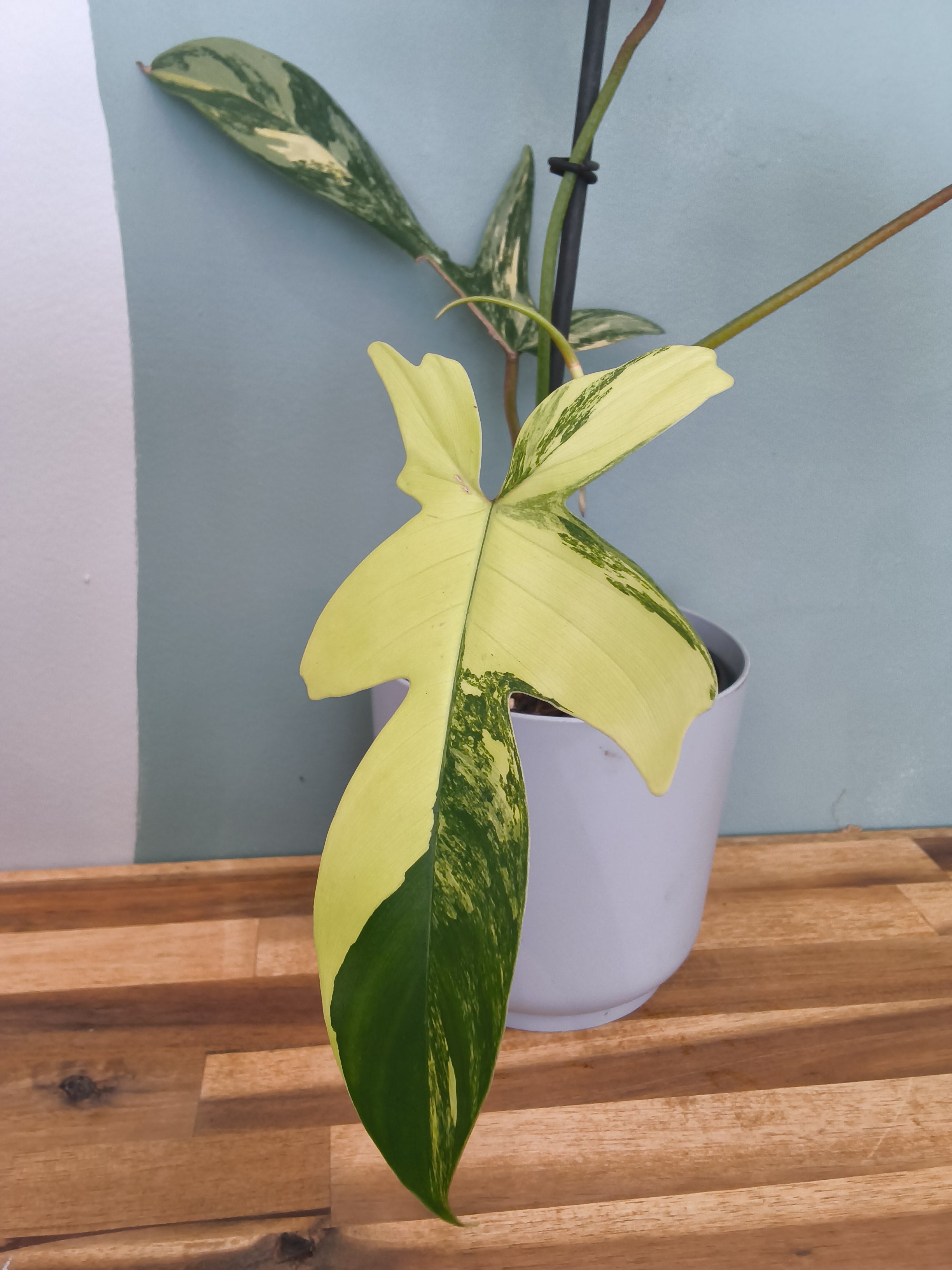 PHILODENDRON FLORIDA BEAUTY VARIEGATA