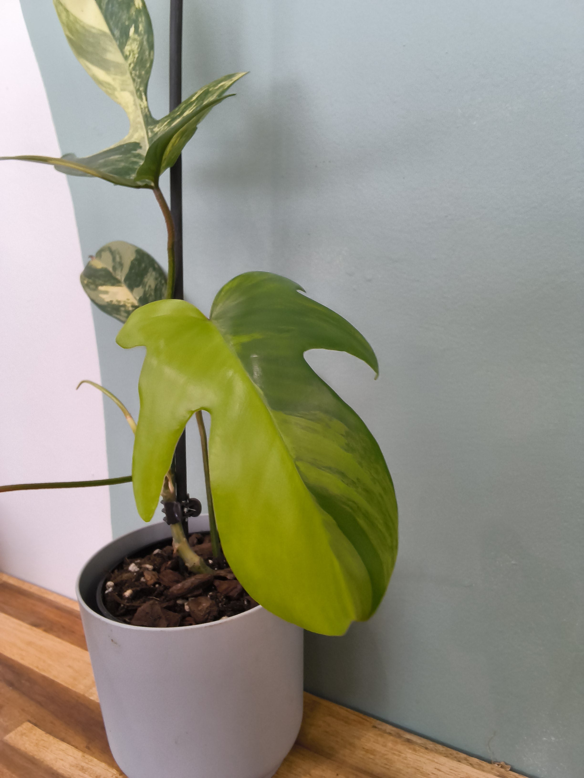 PHILODENDRON FLORIDA BEAUTY VARIEGATA