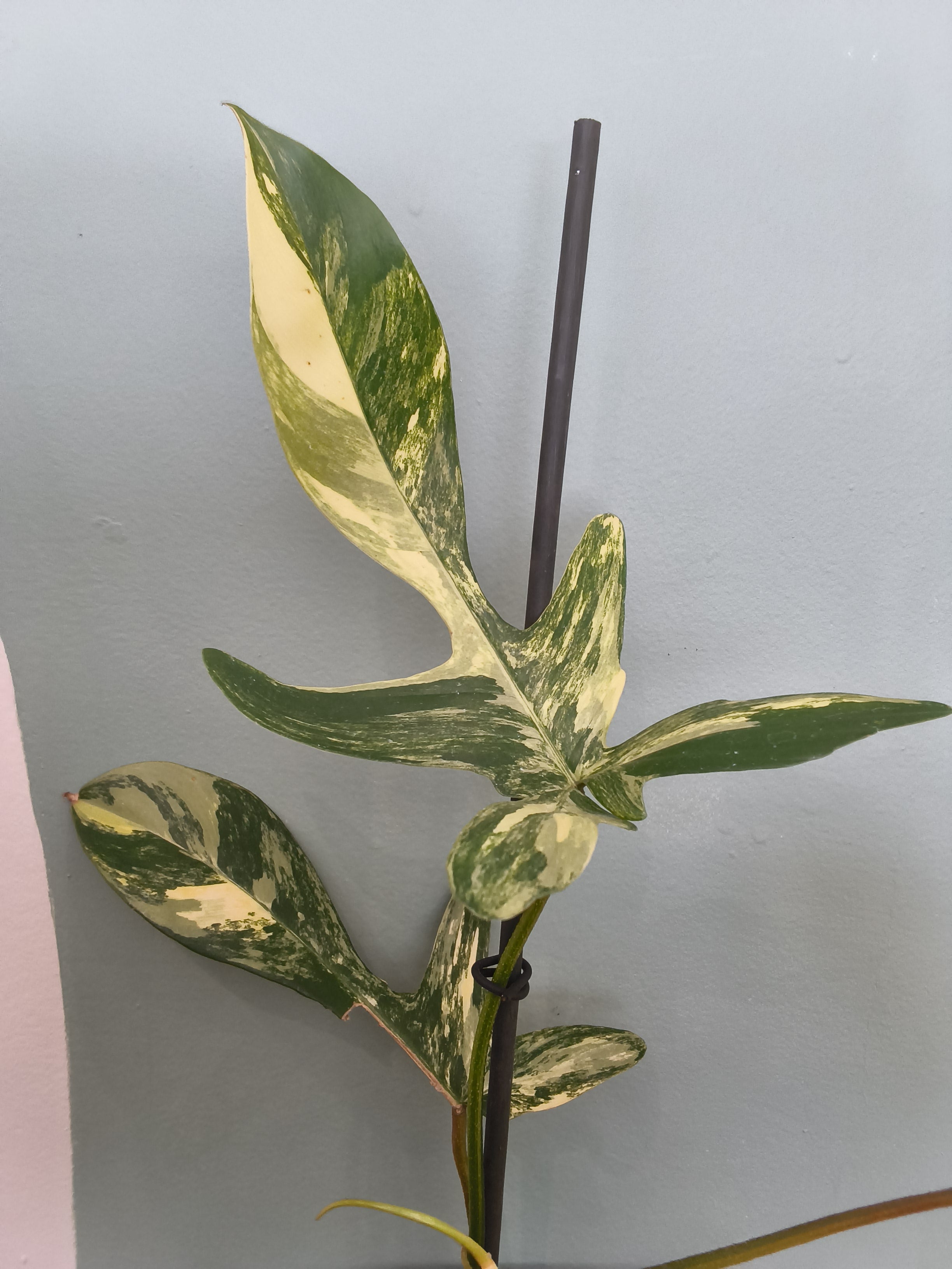PHILODENDRON FLORIDA BEAUTY VARIEGATA