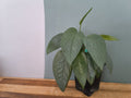 EIPREMNUM PINNATUM CEBU BLUE