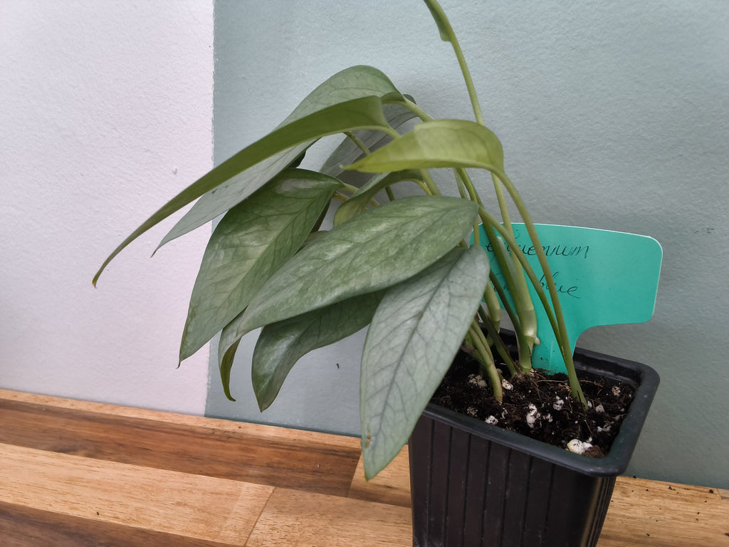 EIPREMNUM PINNATUM CEBU BLUE