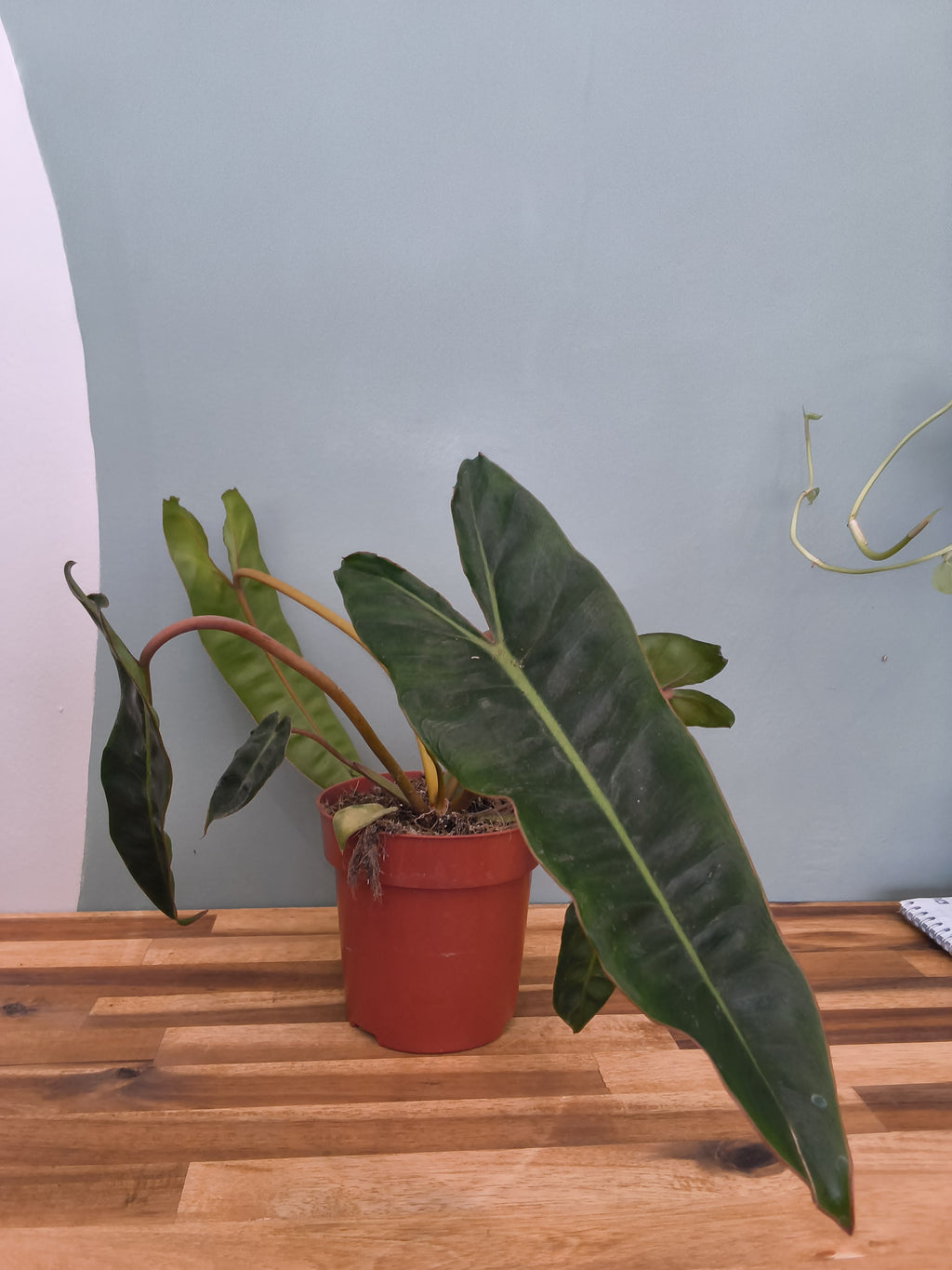 philodendron billitiae