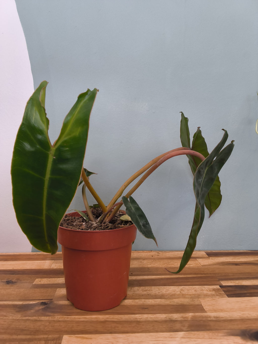 philodendron billitiae