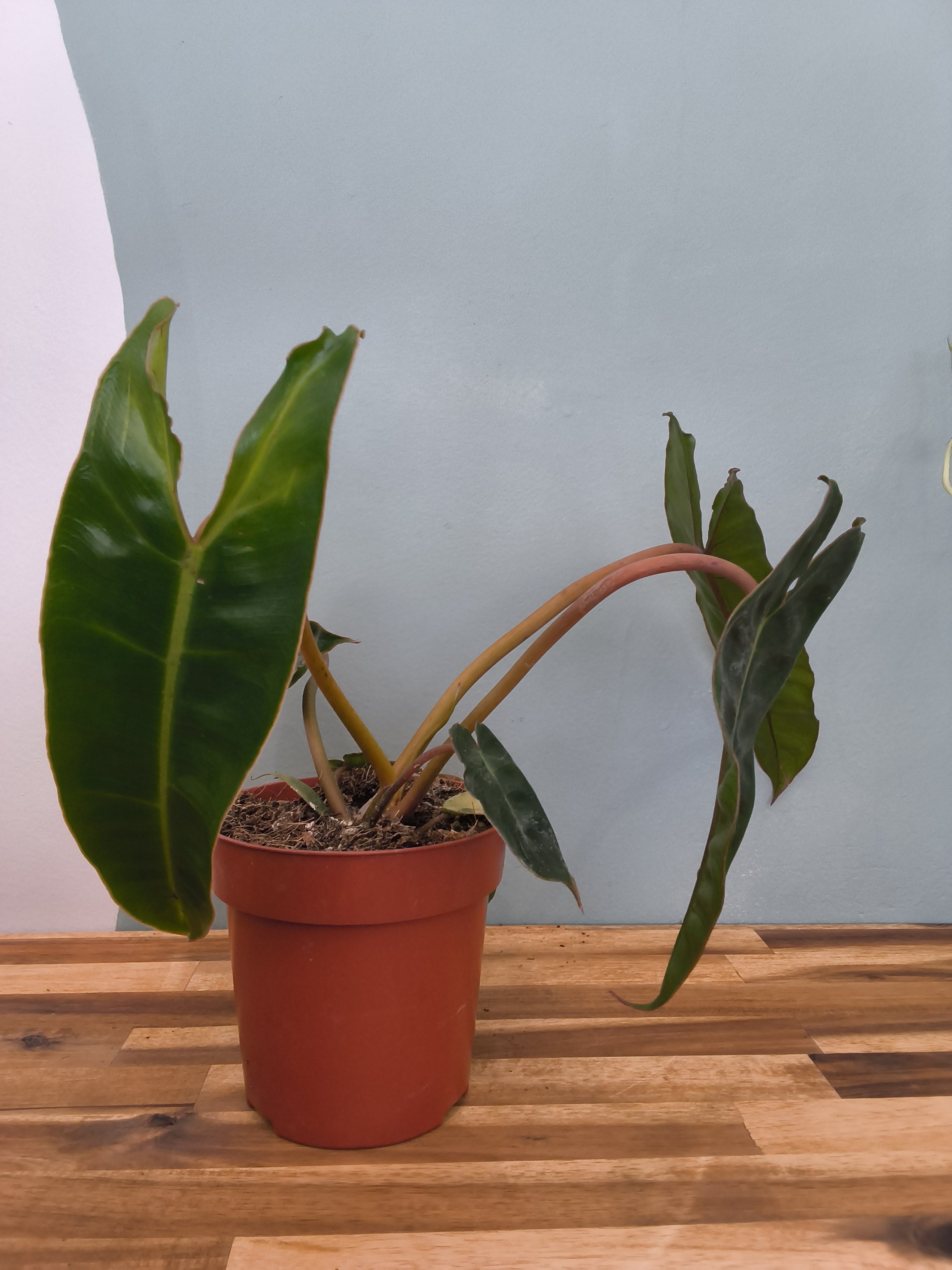 philodendron billitiae