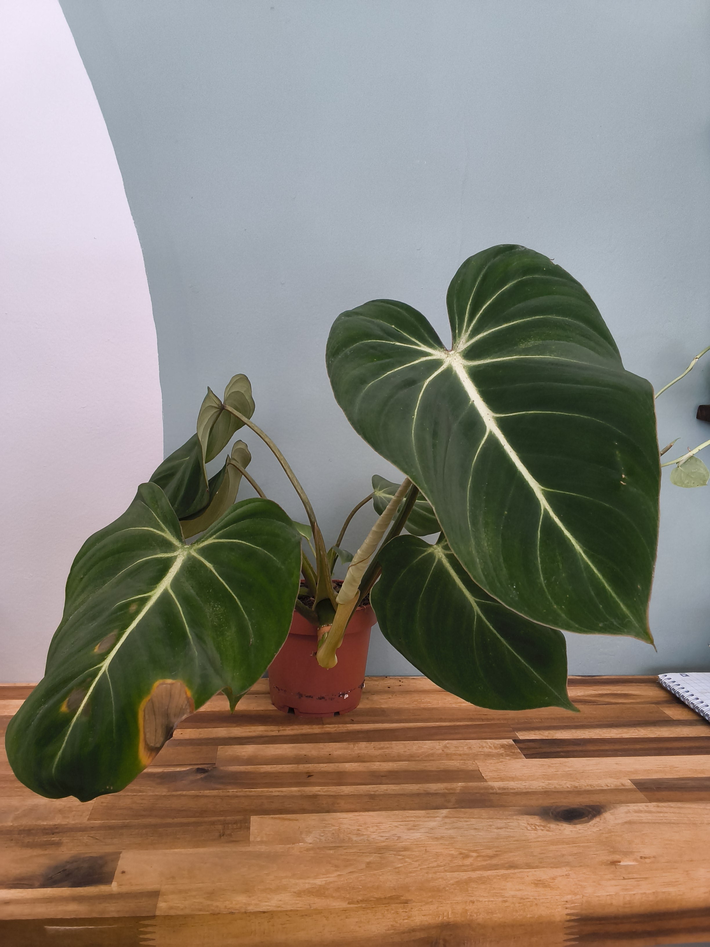 PHILODEDRON GLORIOSUM