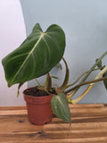PHILODEDRON GLORIOSUM