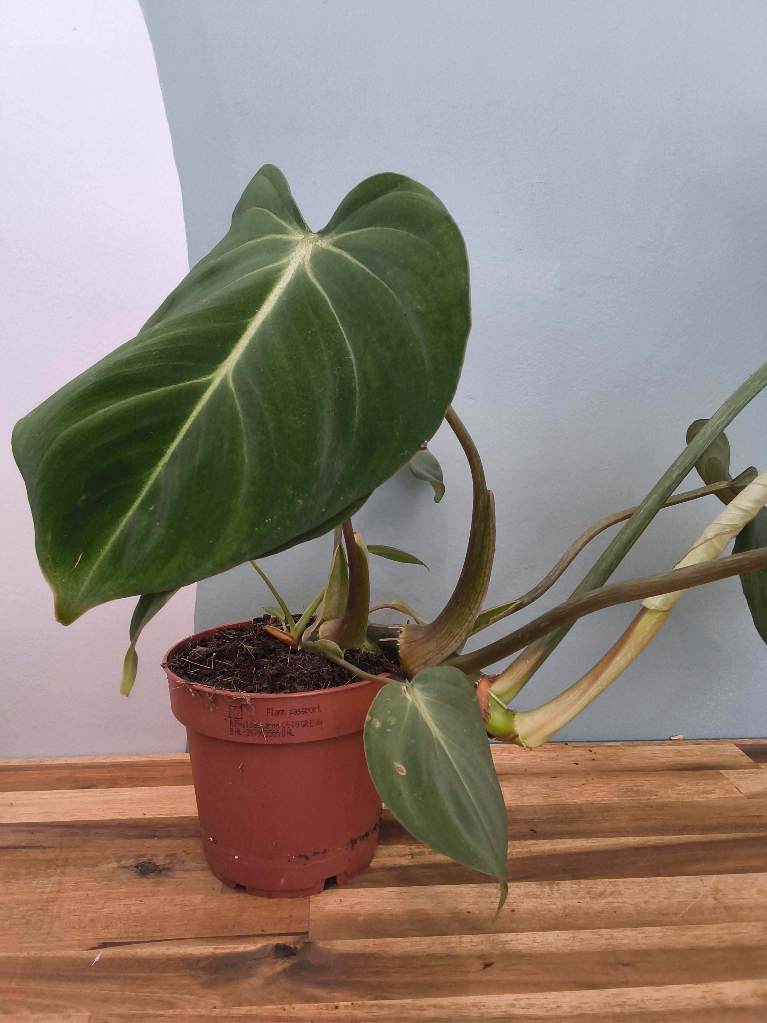 PHILODEDRON GLORIOSUM