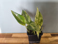 POTHOS MARBLE QUEEN