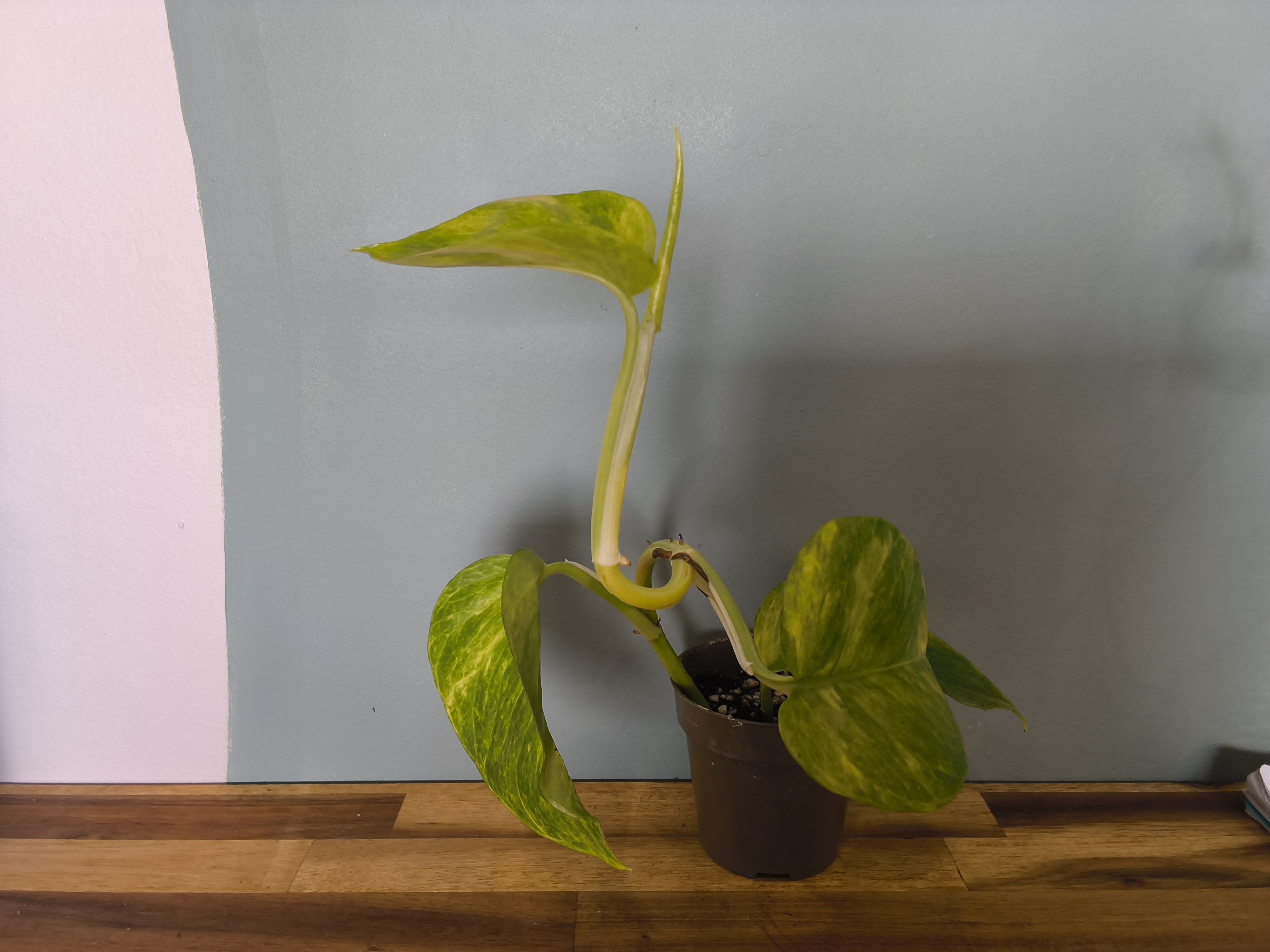 SCINDAPSUS NEON QUEEN VARIEGATA