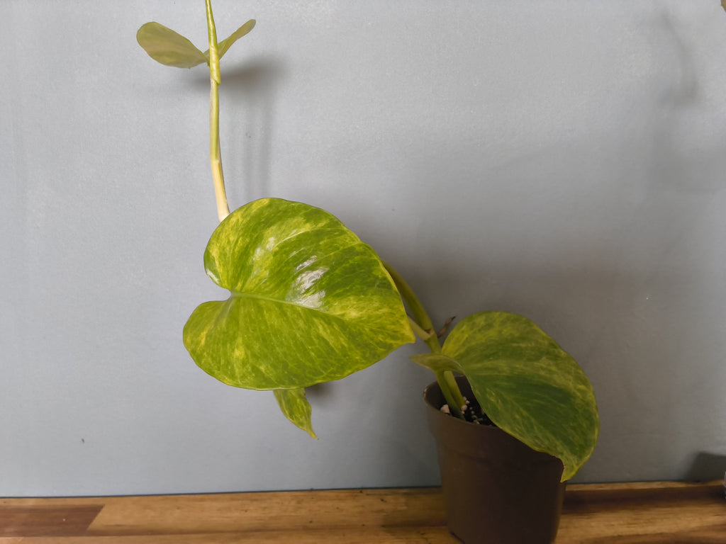 SCINDAPSUS NEON QUEEN VARIEGATA