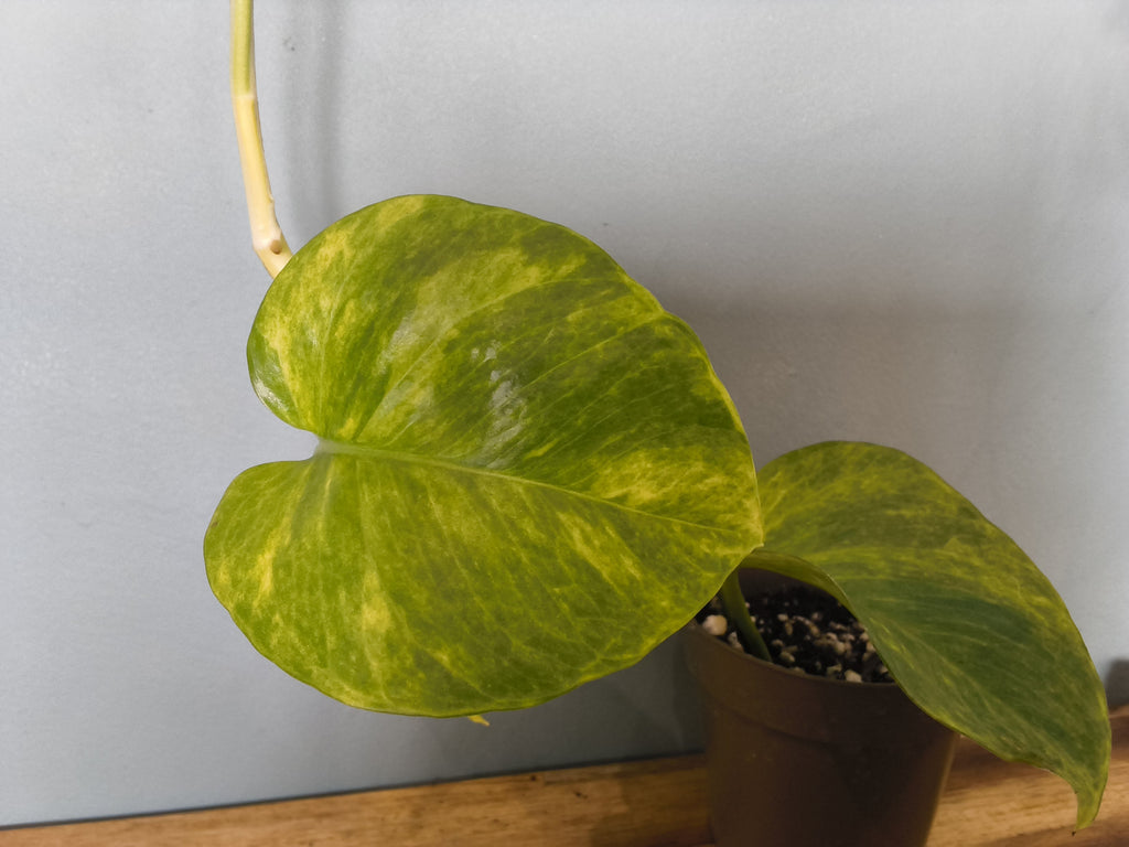 SCINDAPSUS NEON QUEEN VARIEGATA