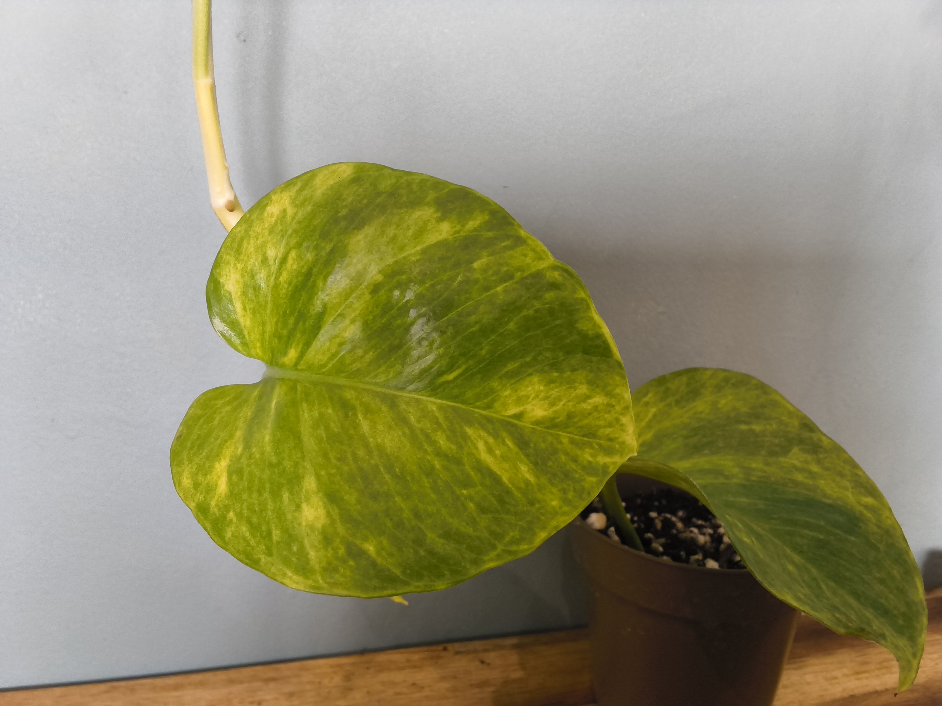 SCINDAPSUS NEON QUEEN VARIEGATA