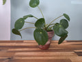 pilea peperomioides