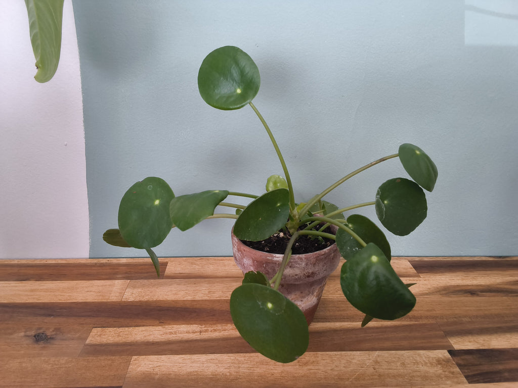 pilea peperomioides
