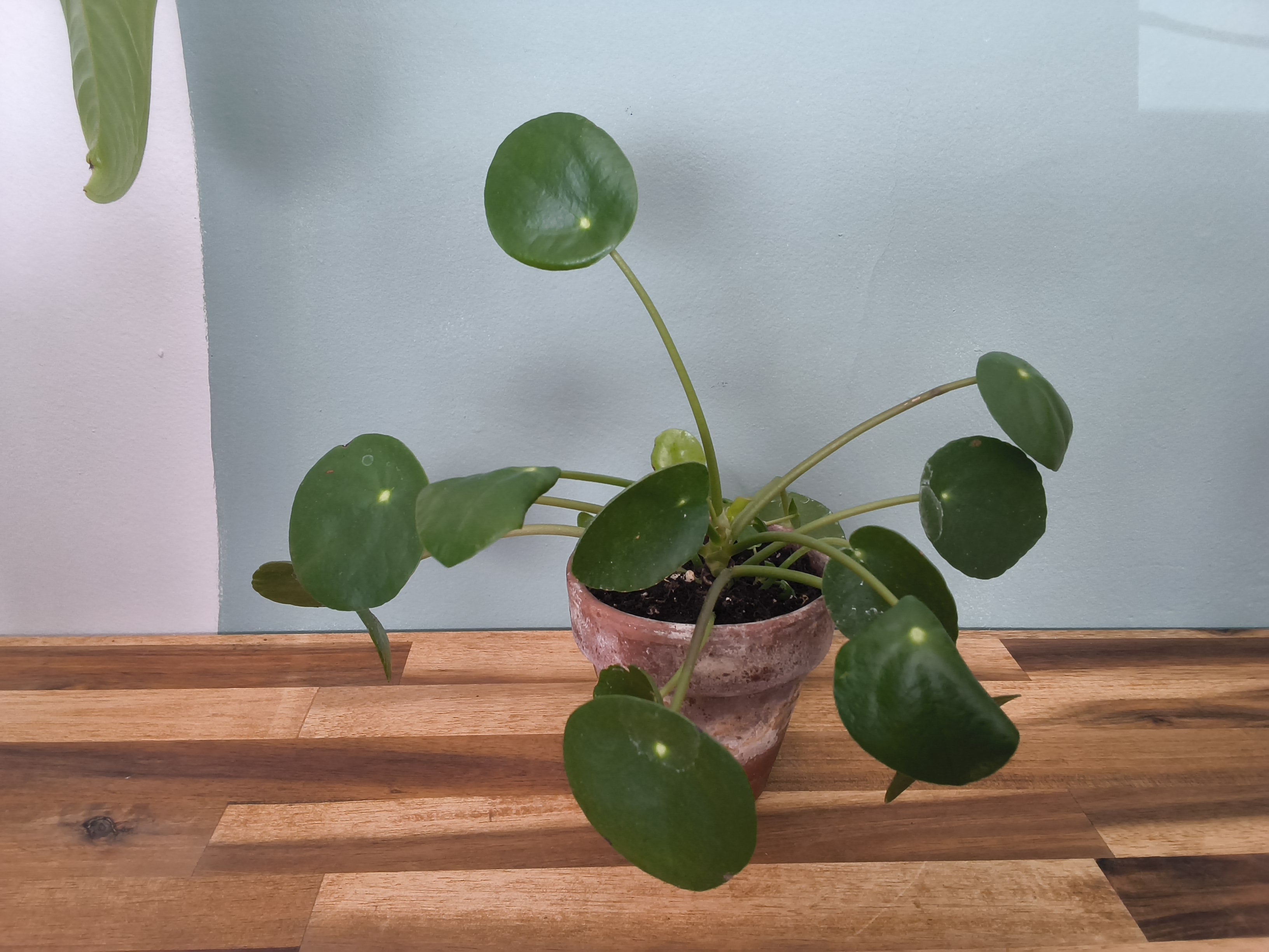 pilea peperomioides