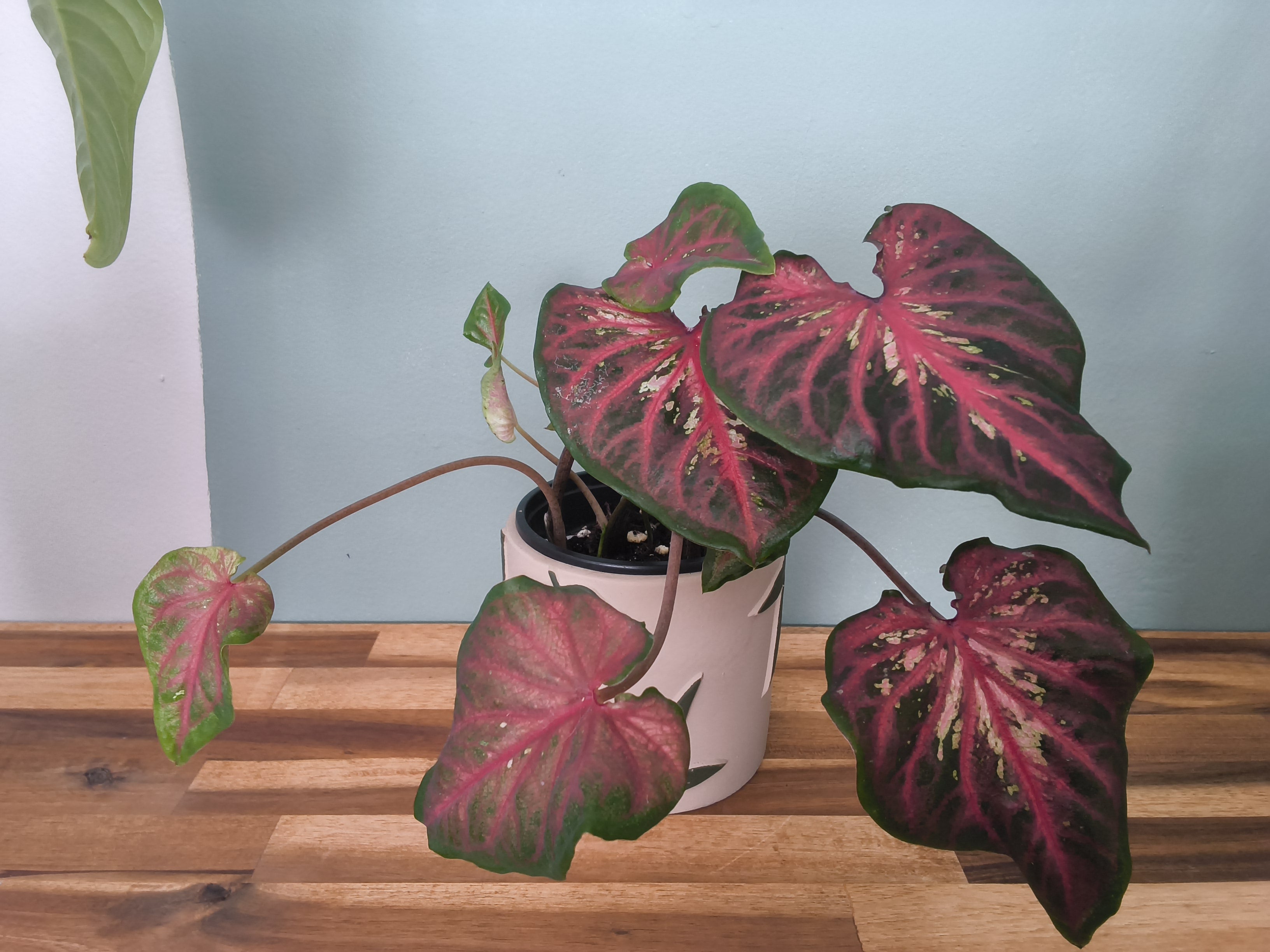 CALADIUM