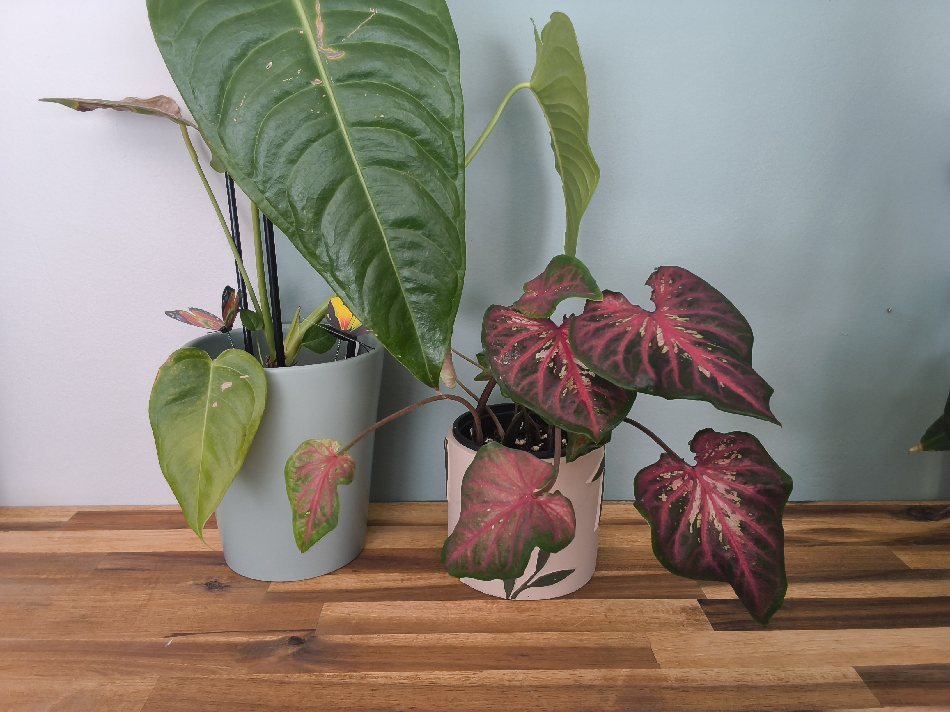 CALADIUM