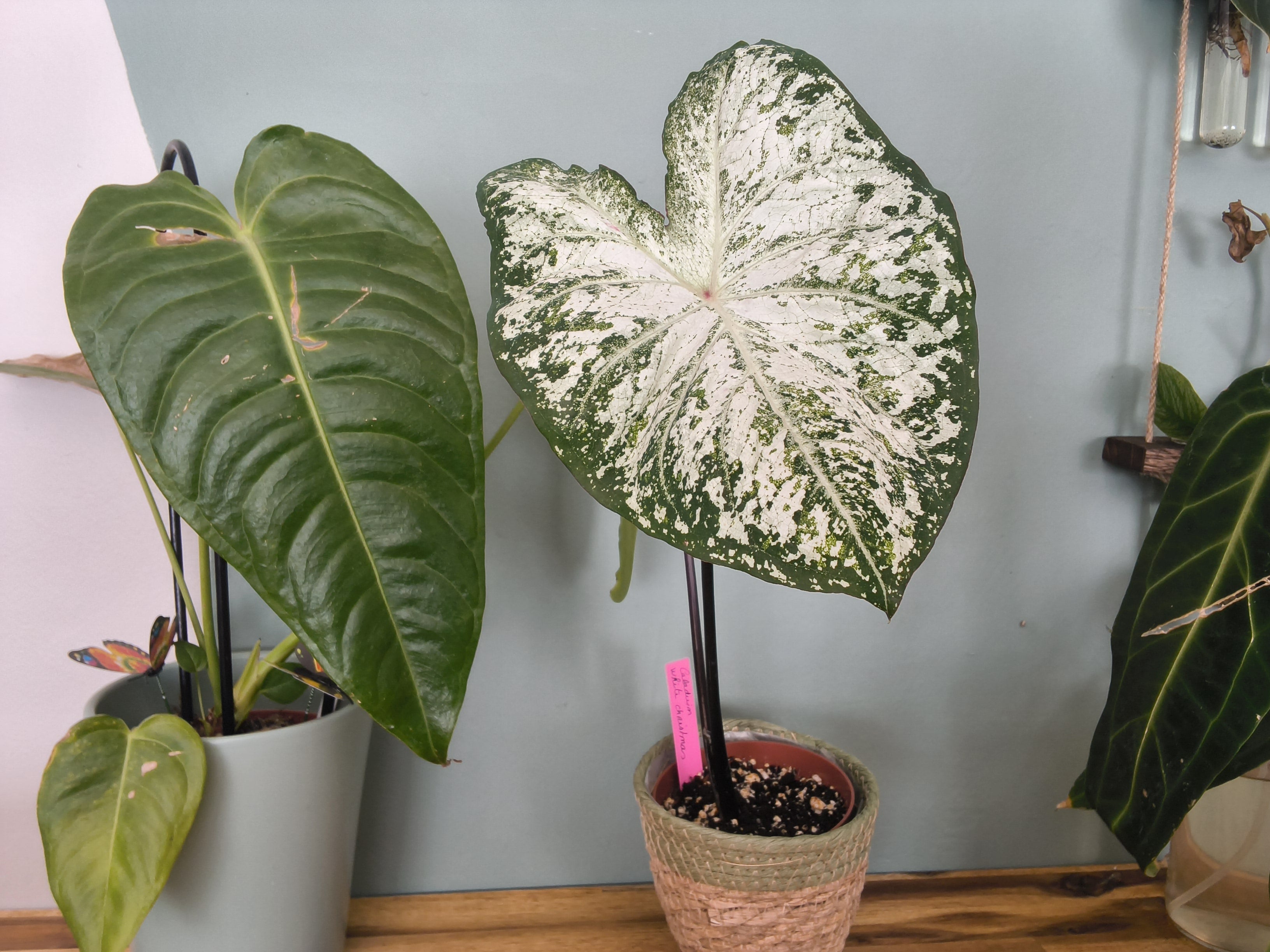 CALADIUM