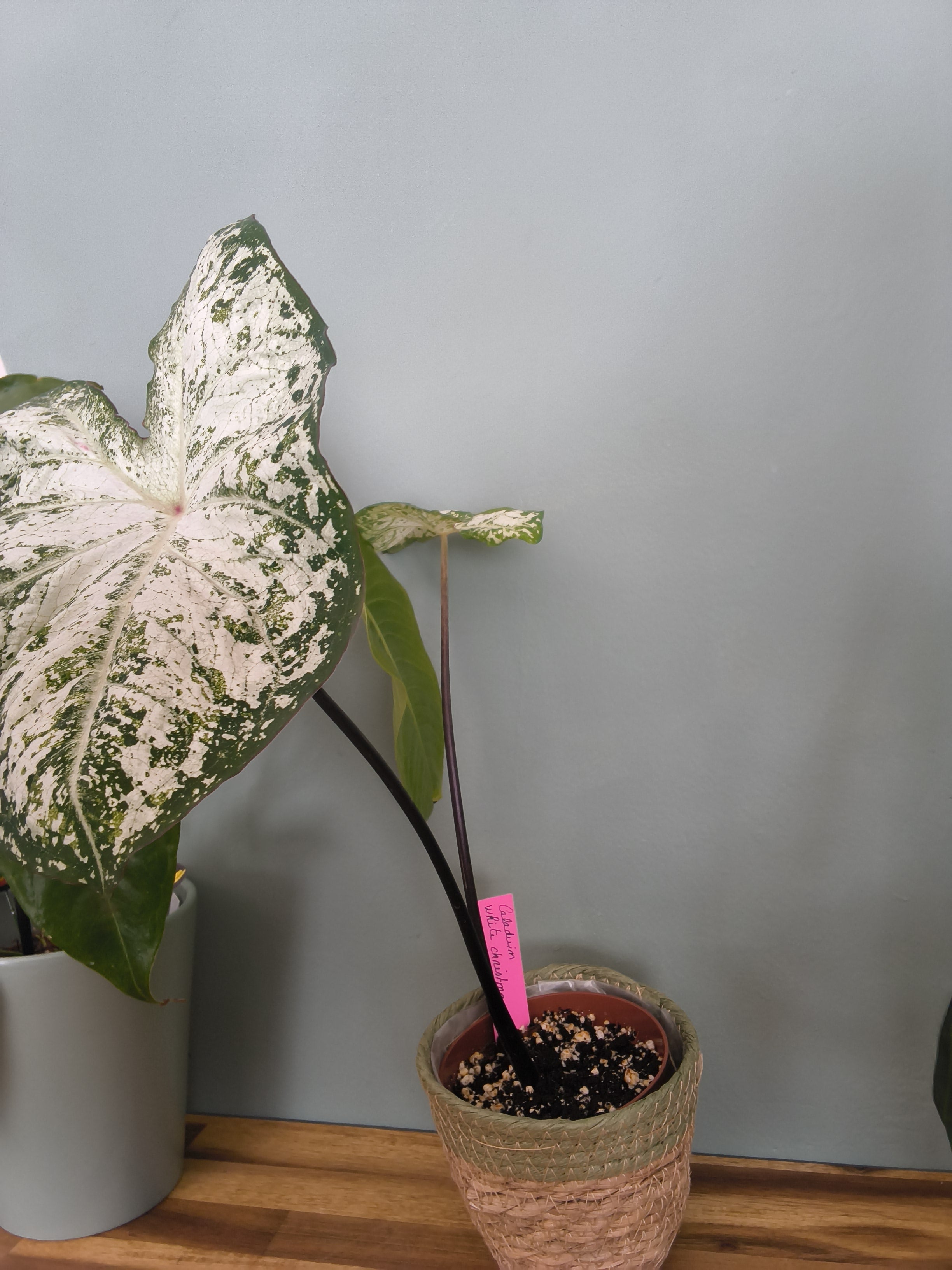 CALADIUM