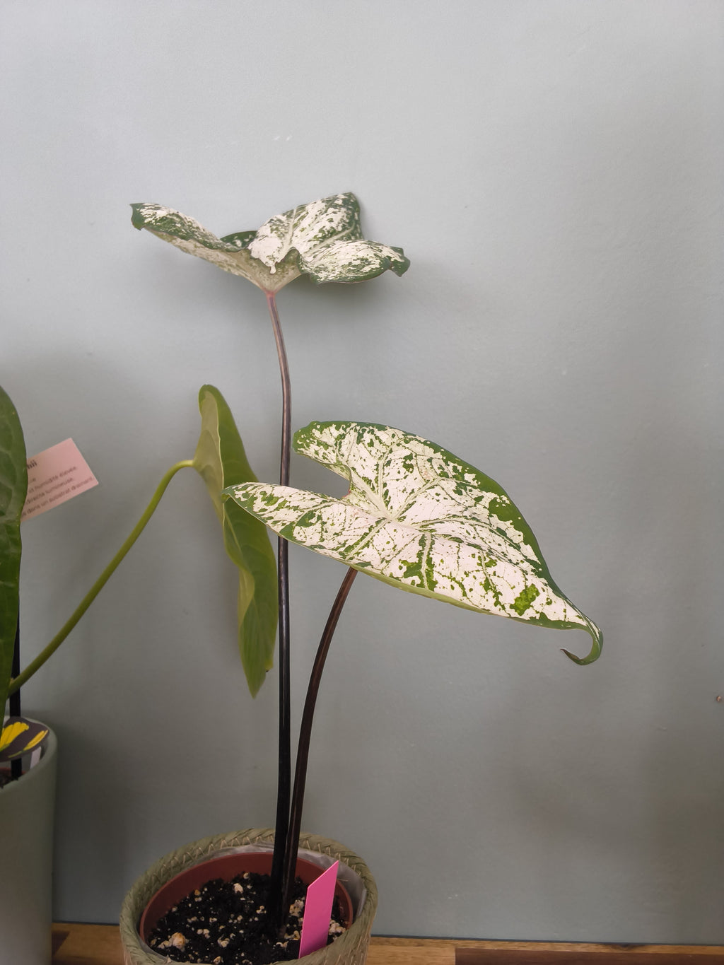 CALADIUM
