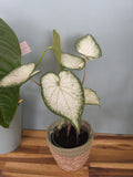 CALADIUM