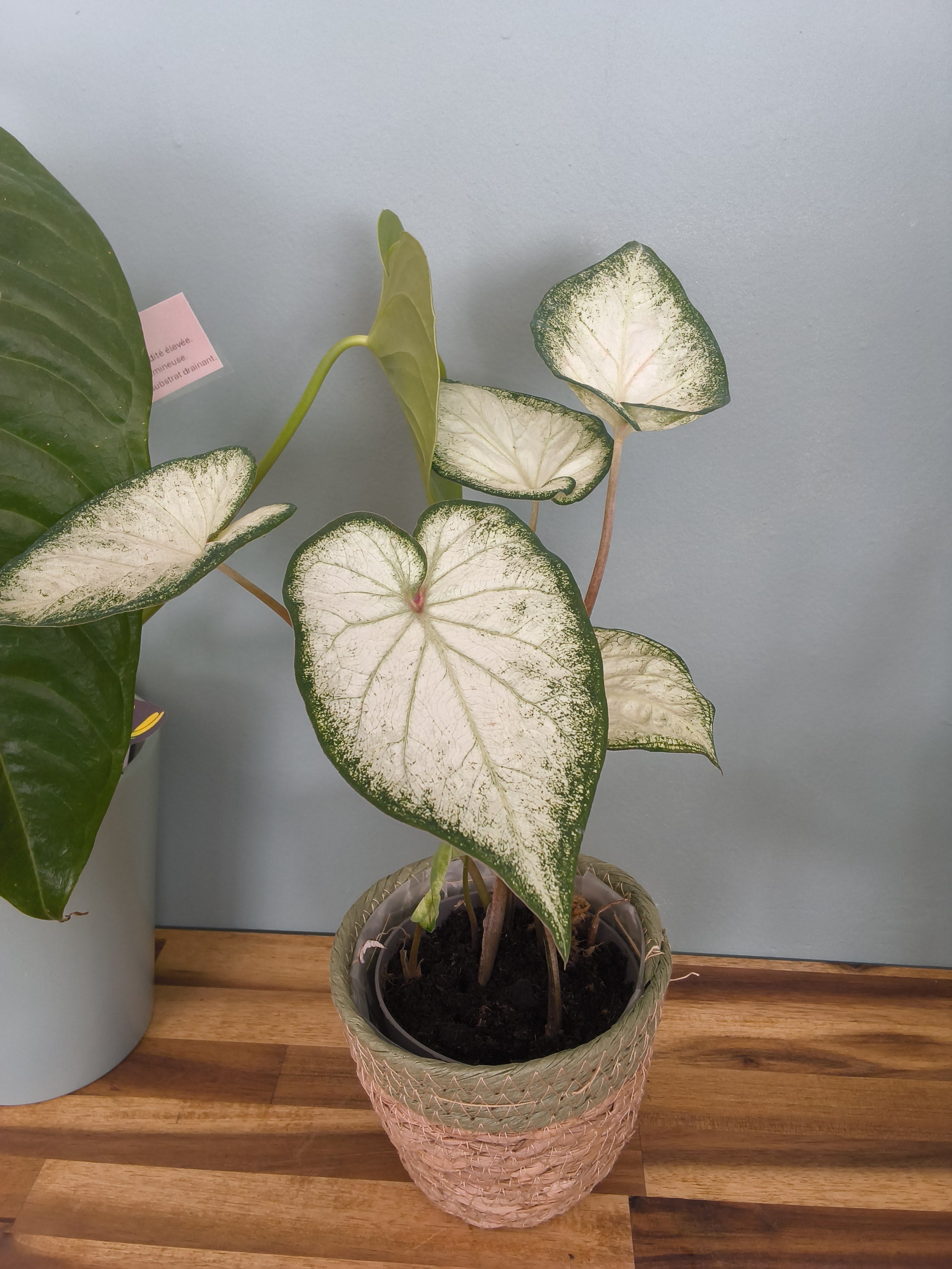 CALADIUM