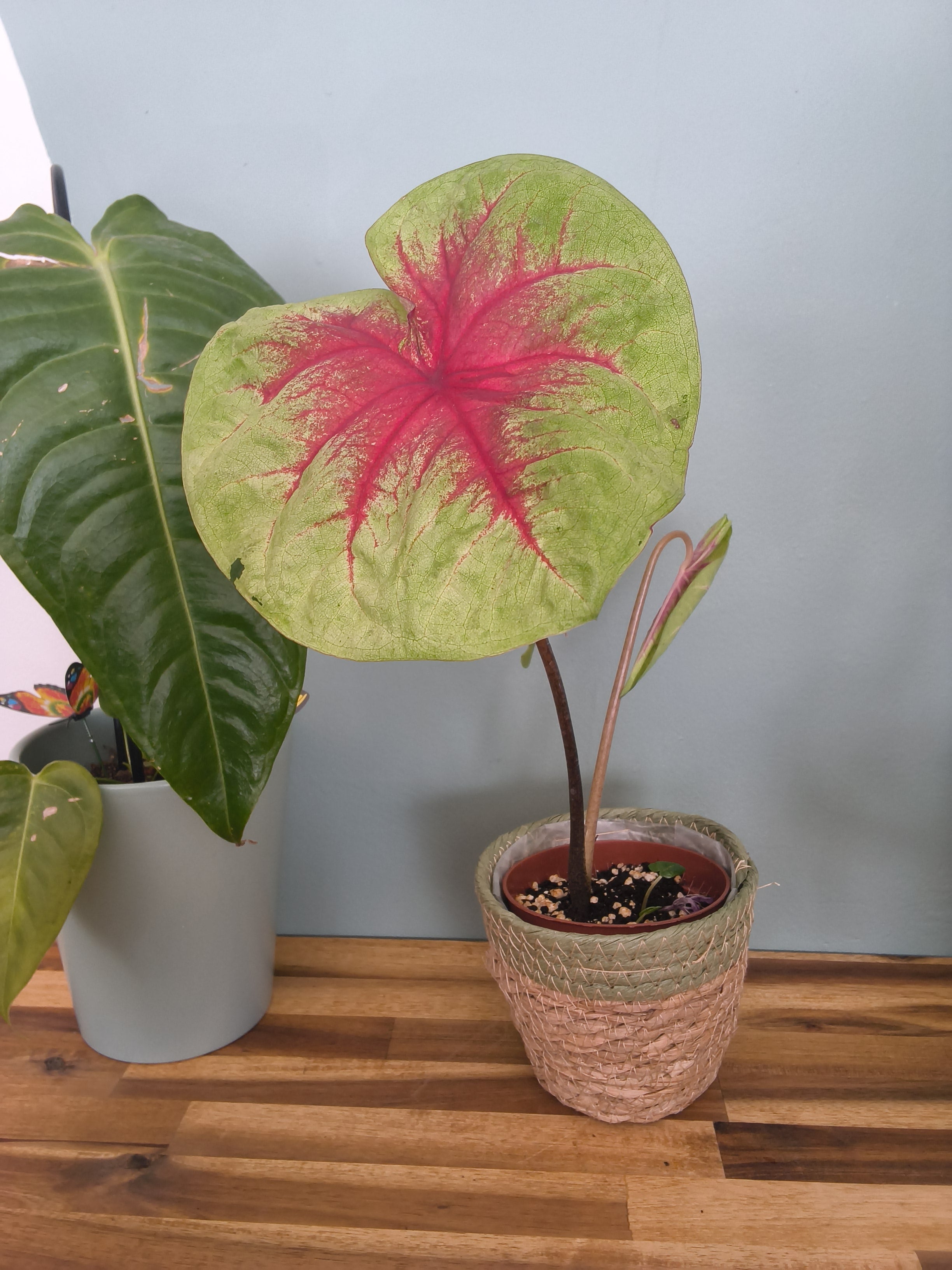 CALADIUM