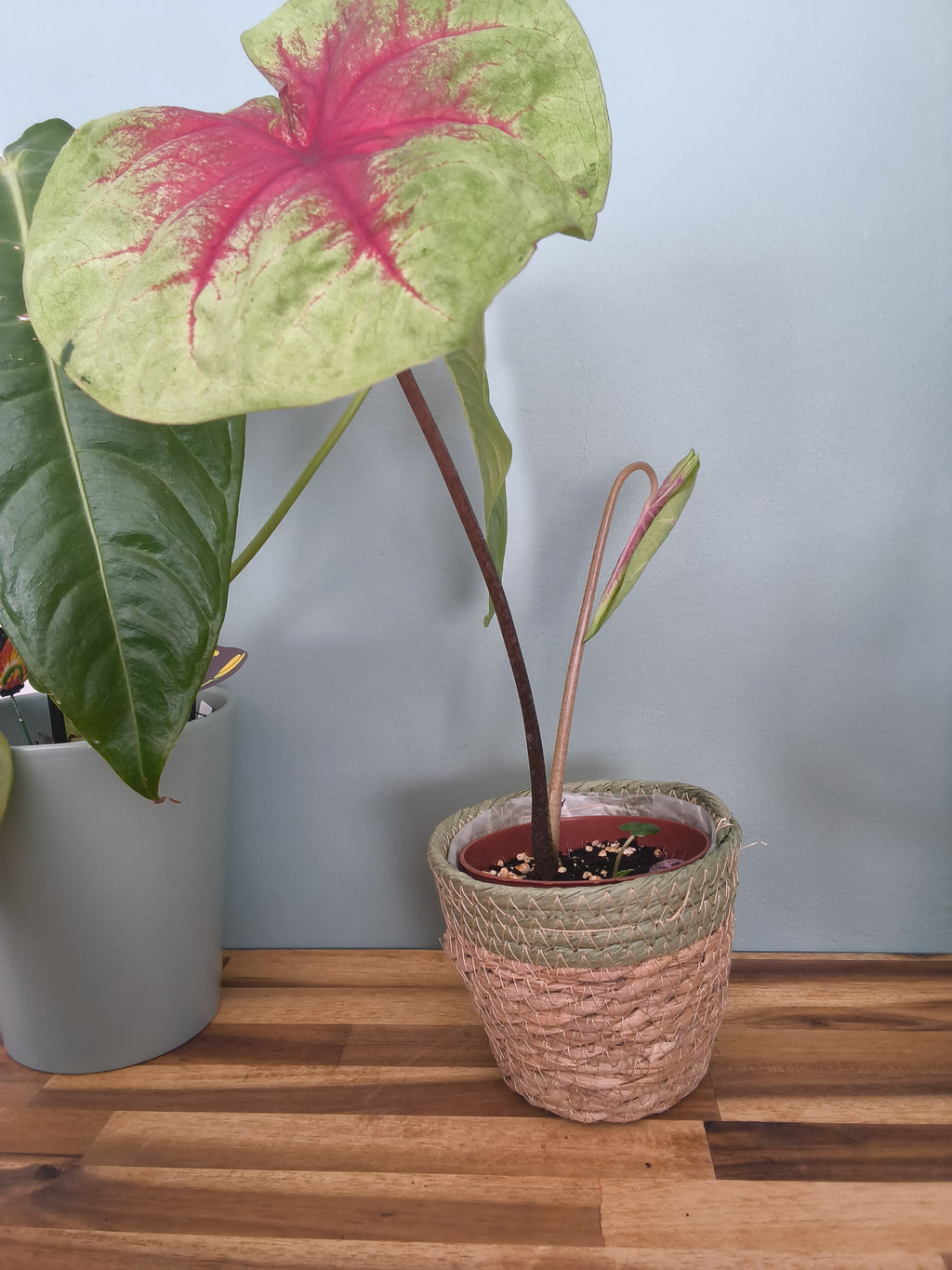 CALADIUM