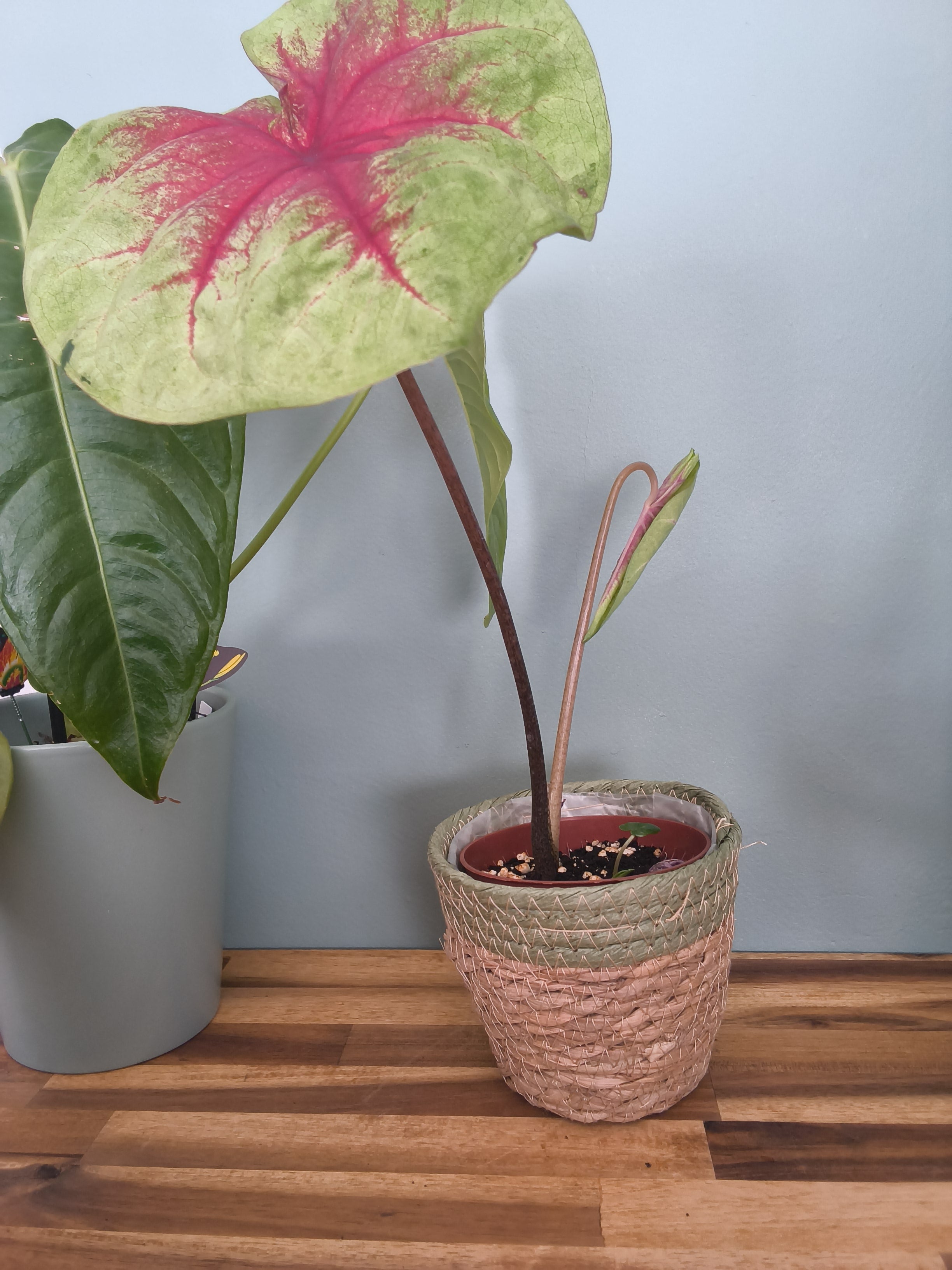 CALADIUM