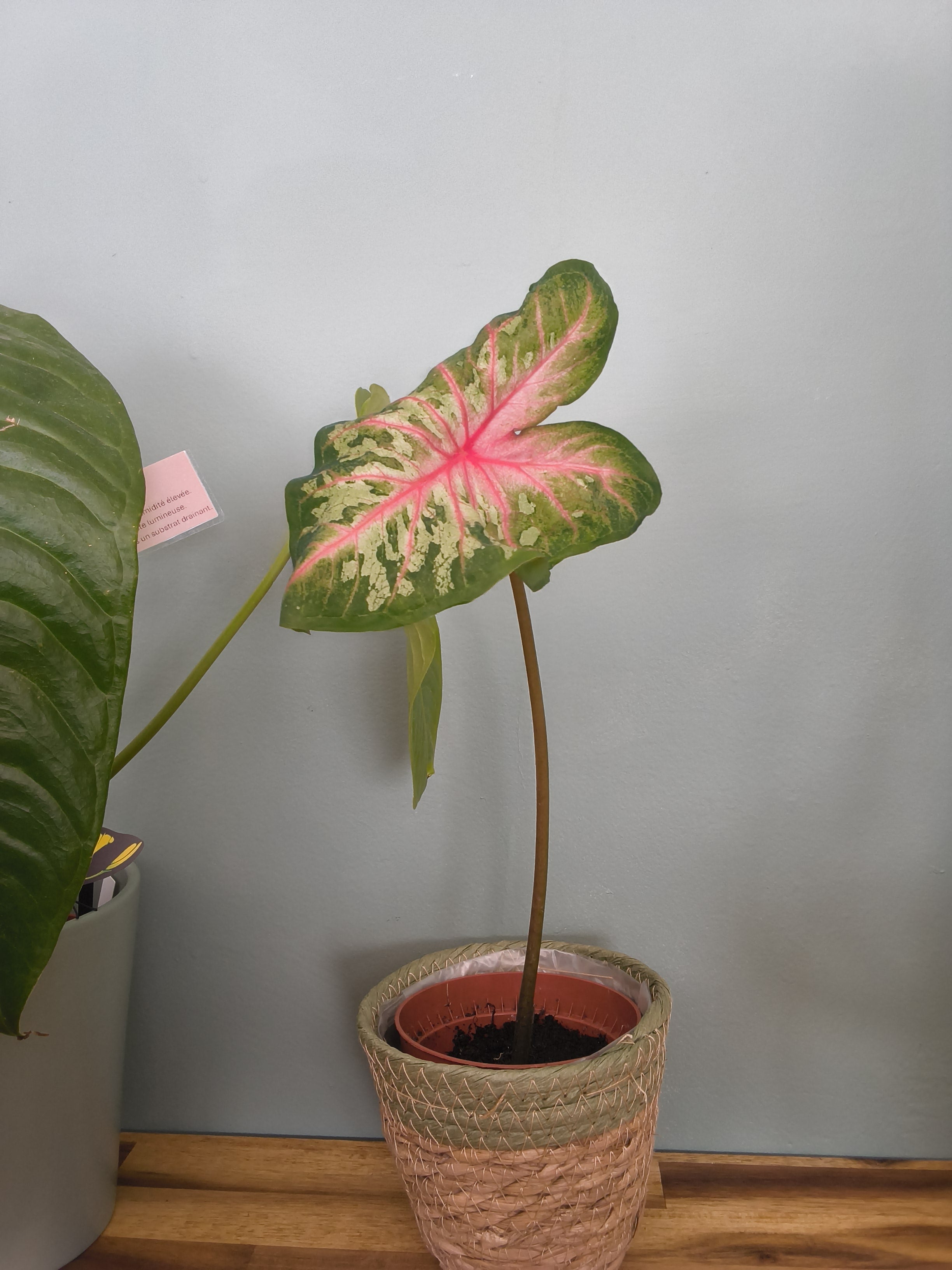 CALADIUM