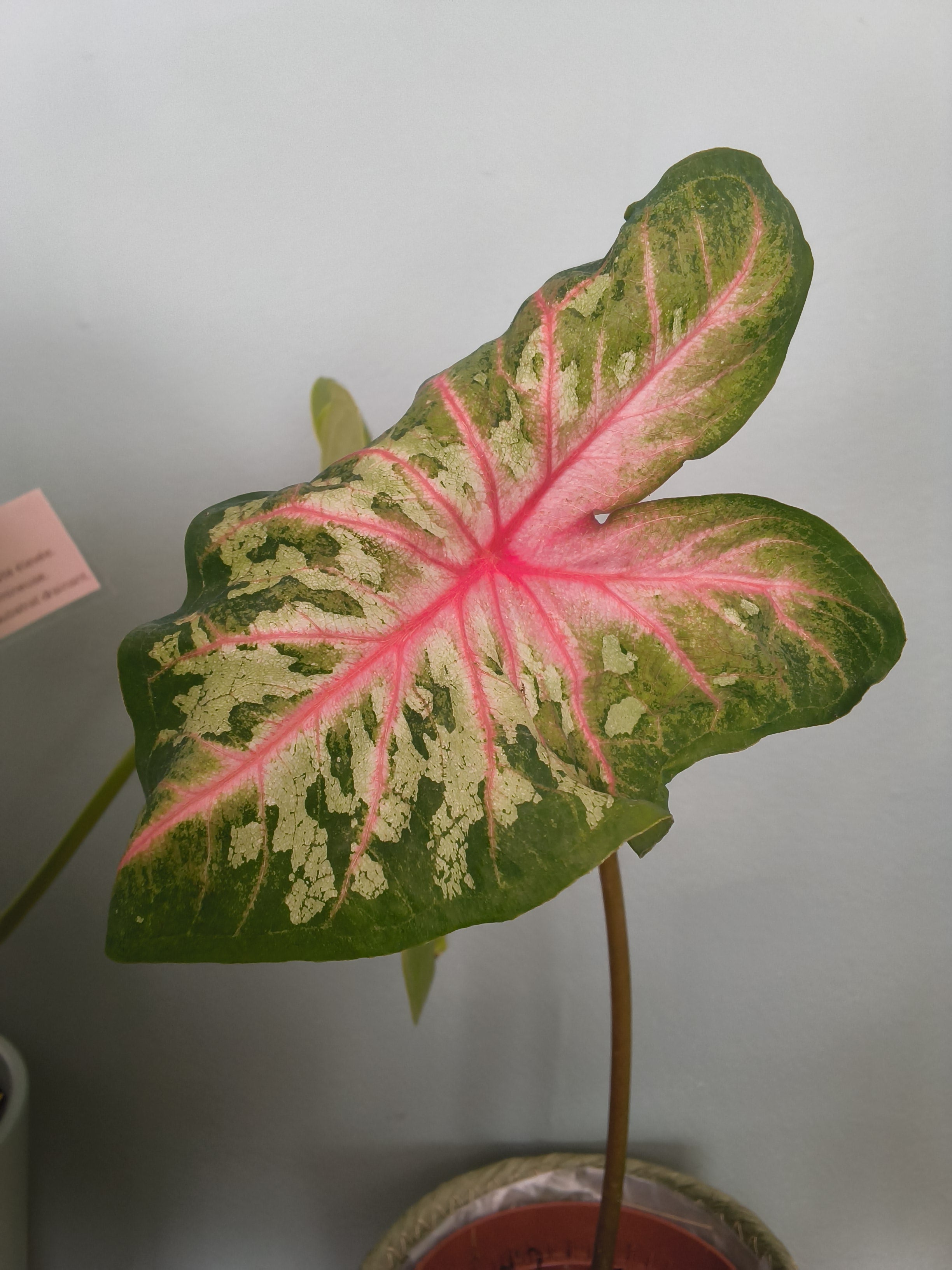 CALADIUM
