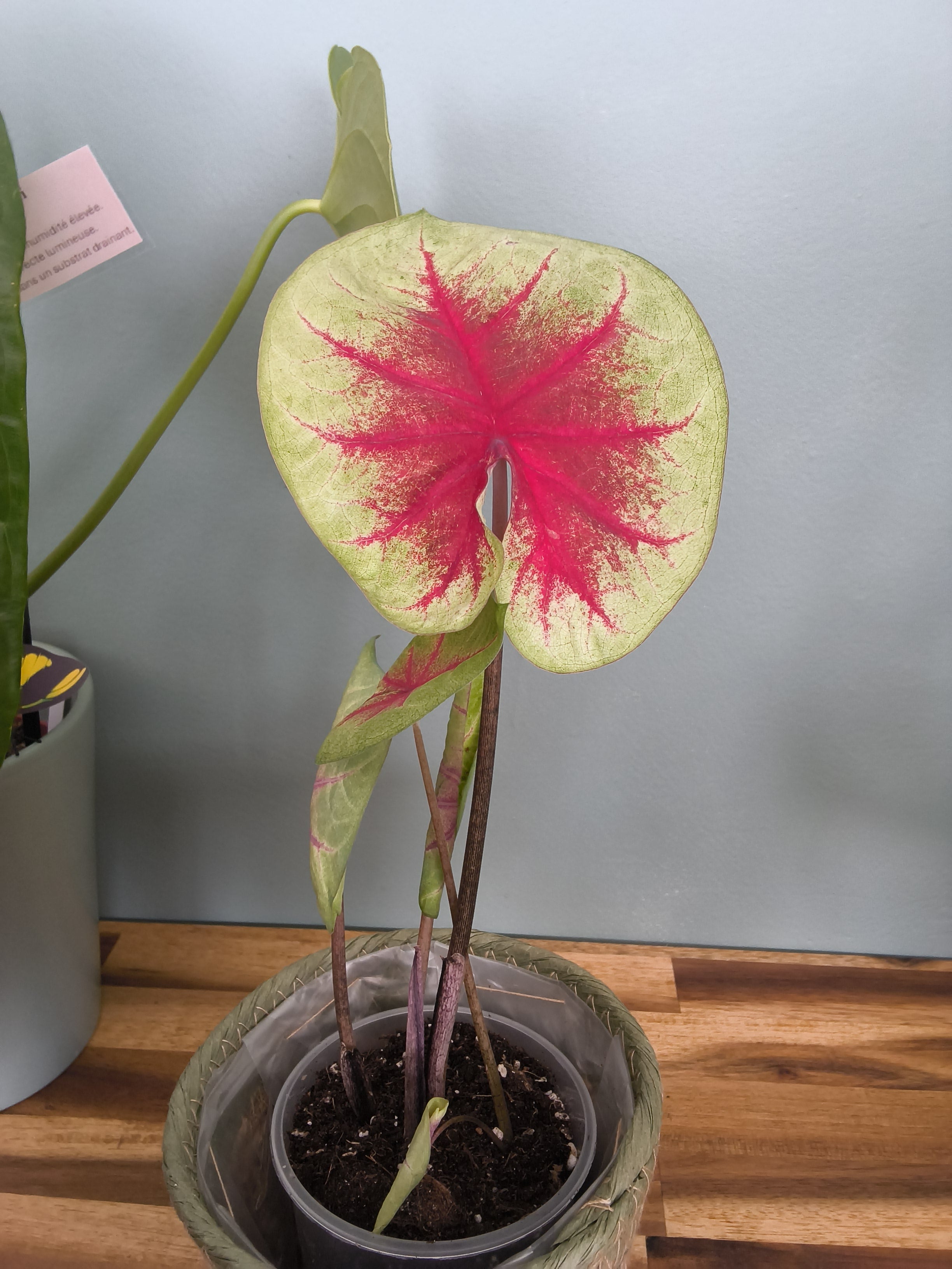 CALADIUM