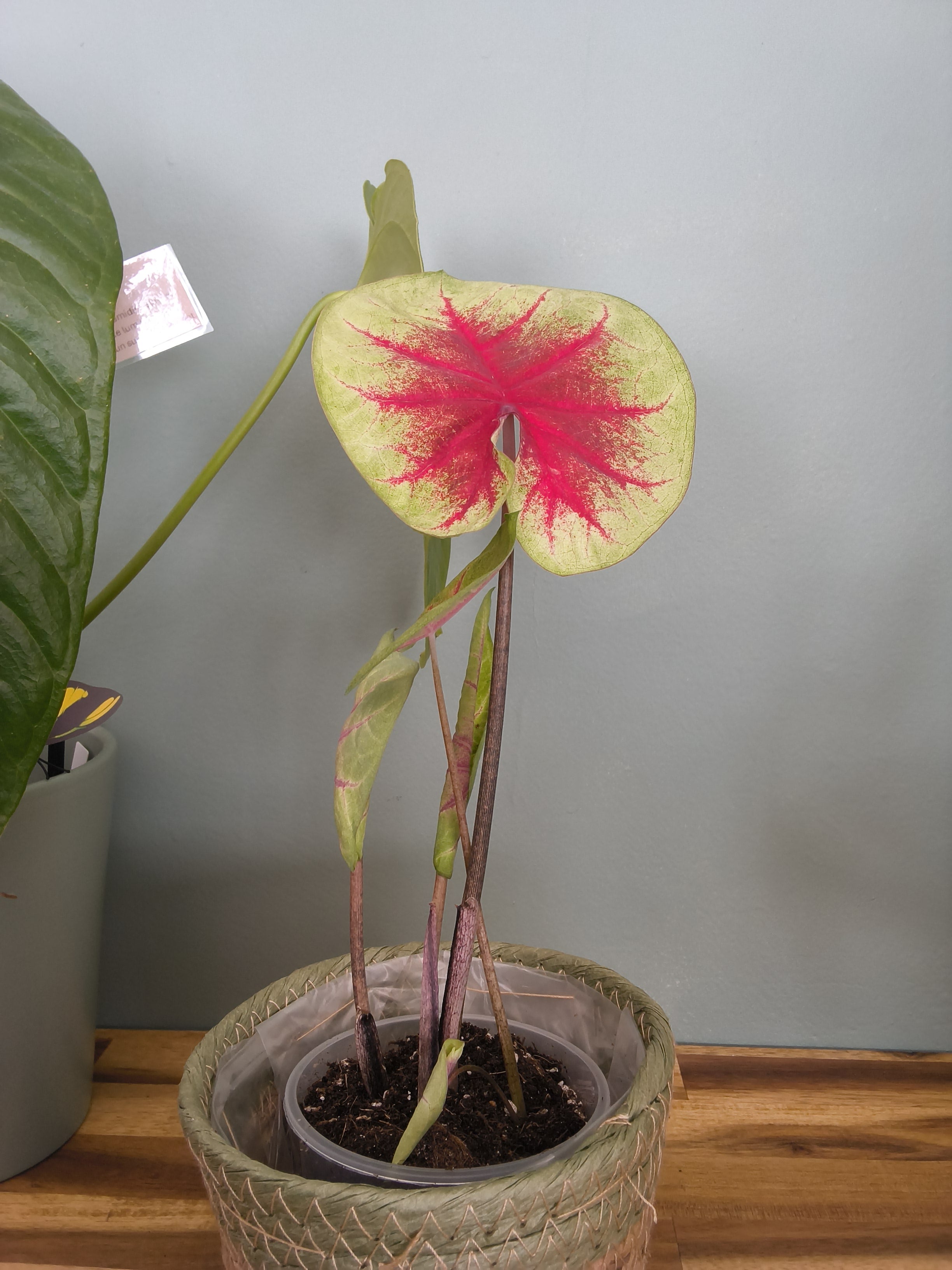 CALADIUM