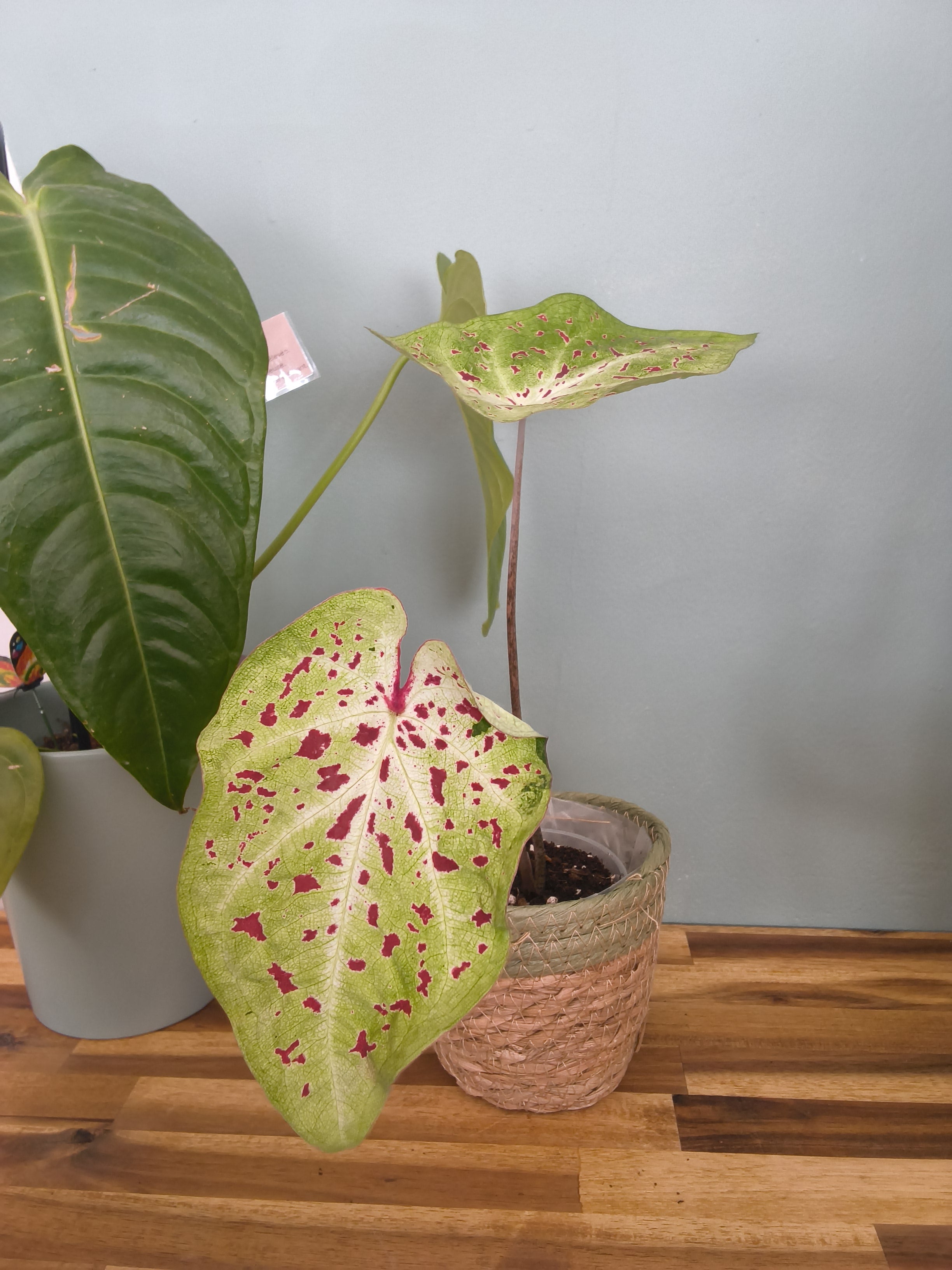 CALADIUM