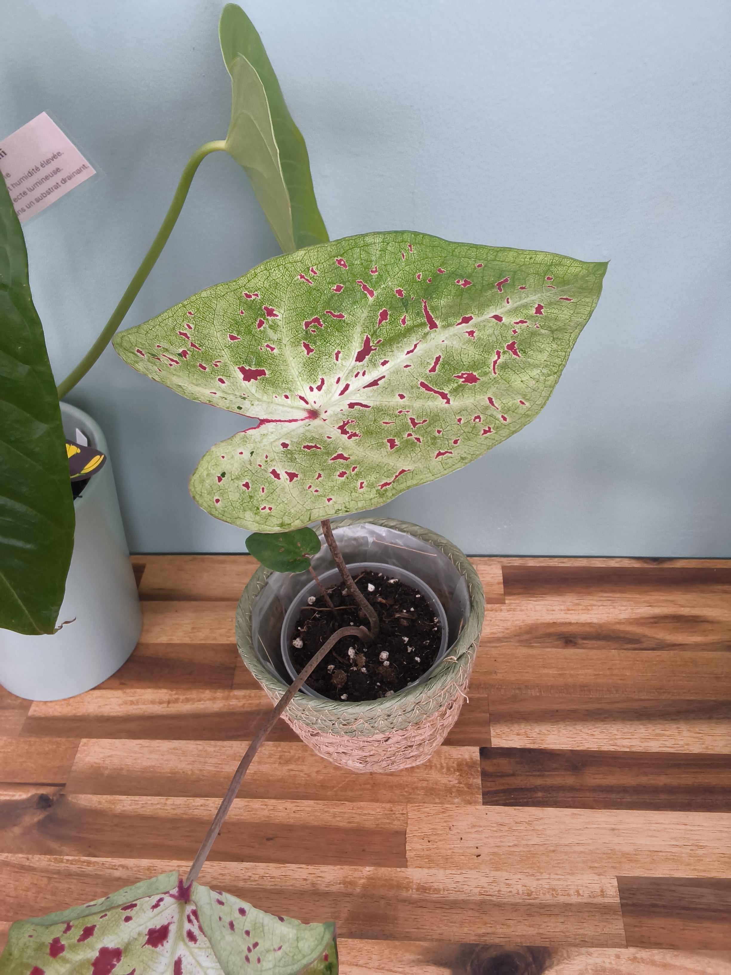CALADIUM